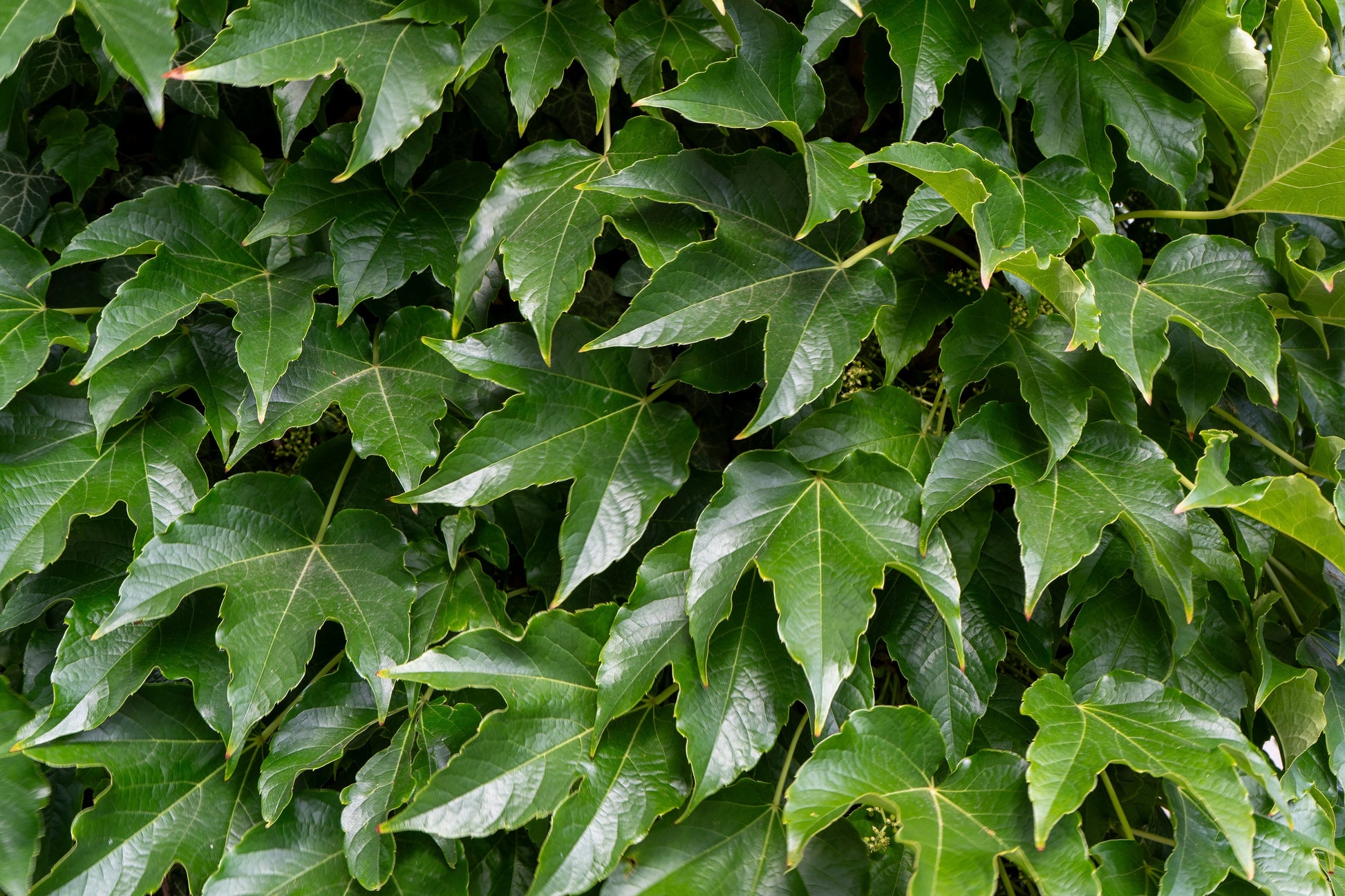 boston ivy indoor plant 10 BOSTON IVY ( Bostonian Ivy / Wall Ivy ) Parthenocissus Tricuspidata – Seedville USA