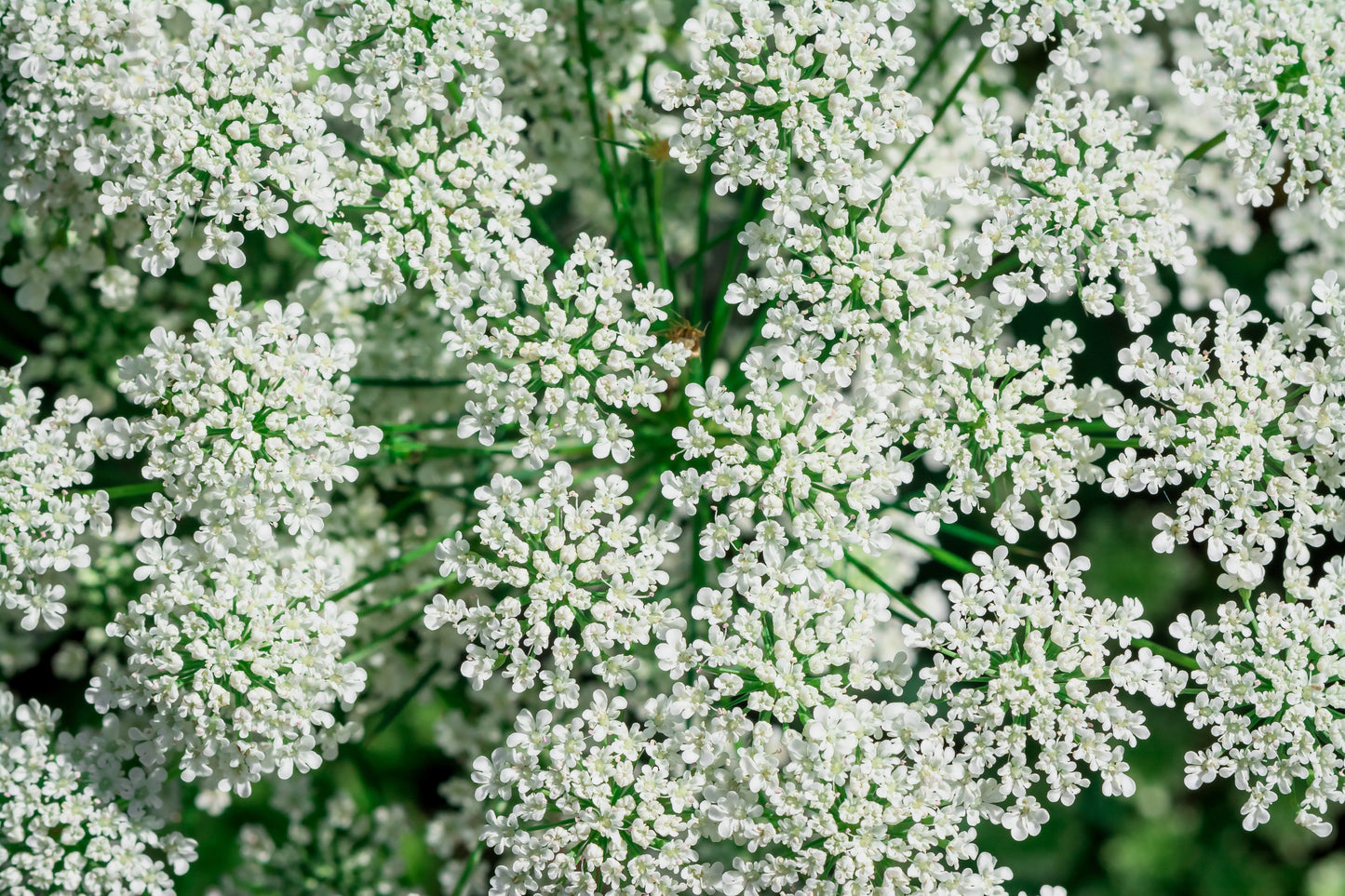 200 BISHOPS FLOWER Ammi Majus False Queen Annes Lace Seeds