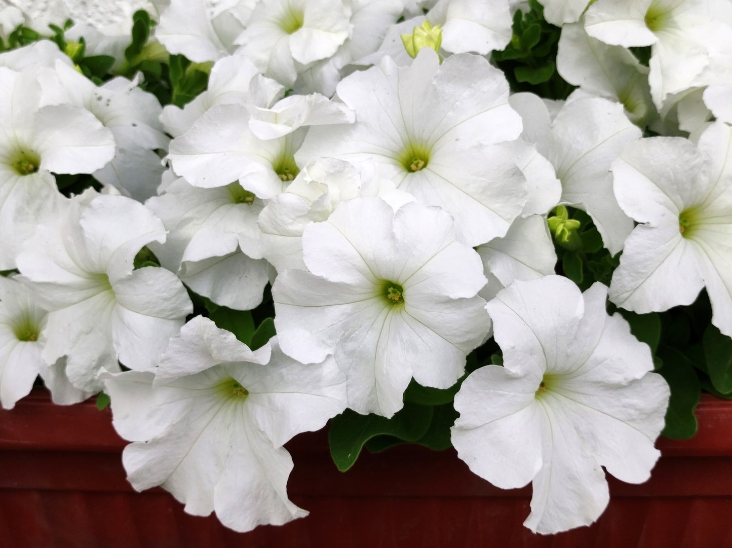 25 WHITE PETUNIA Grandiflora Flower Seeds