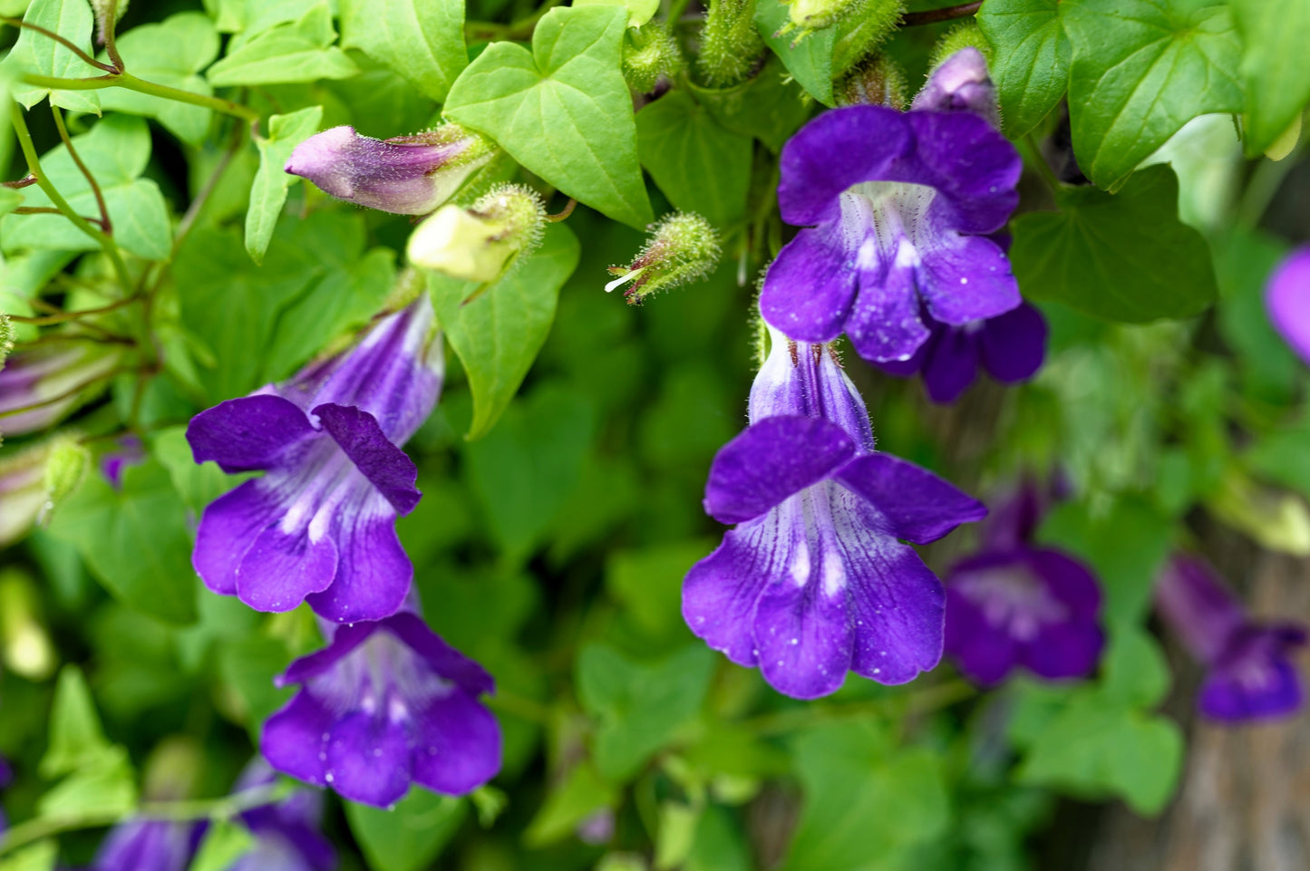 10 MIXED DRAGONSNAP VINE Asarina Scandens Climbing Snapdragon Pink Blue Red White Flower Seeds