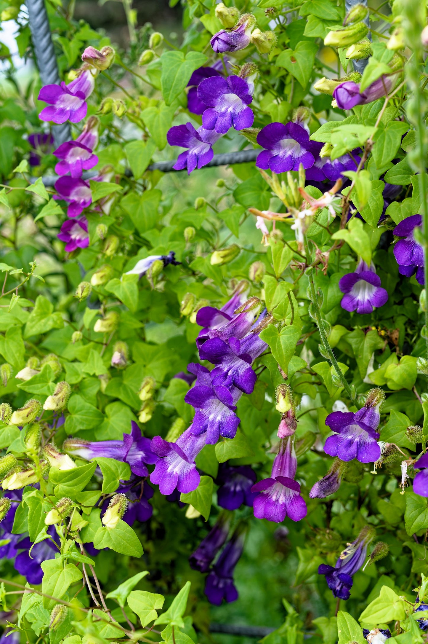 10 MIXED DRAGONSNAP VINE Asarina Scandens Climbing Snapdragon Pink Blue Red White Flower Seeds