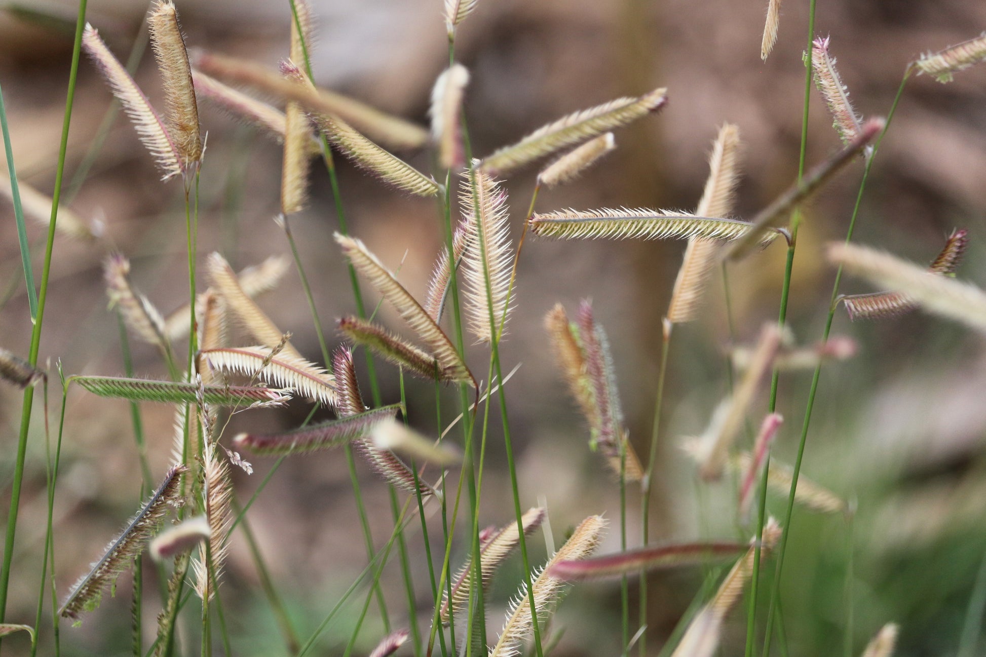 mosquito plant seeds for sale 1000 BLUE GRAMA GRASS Gramma Bouteloua Gracilis Flower Mosquito Grass – Seedville USA