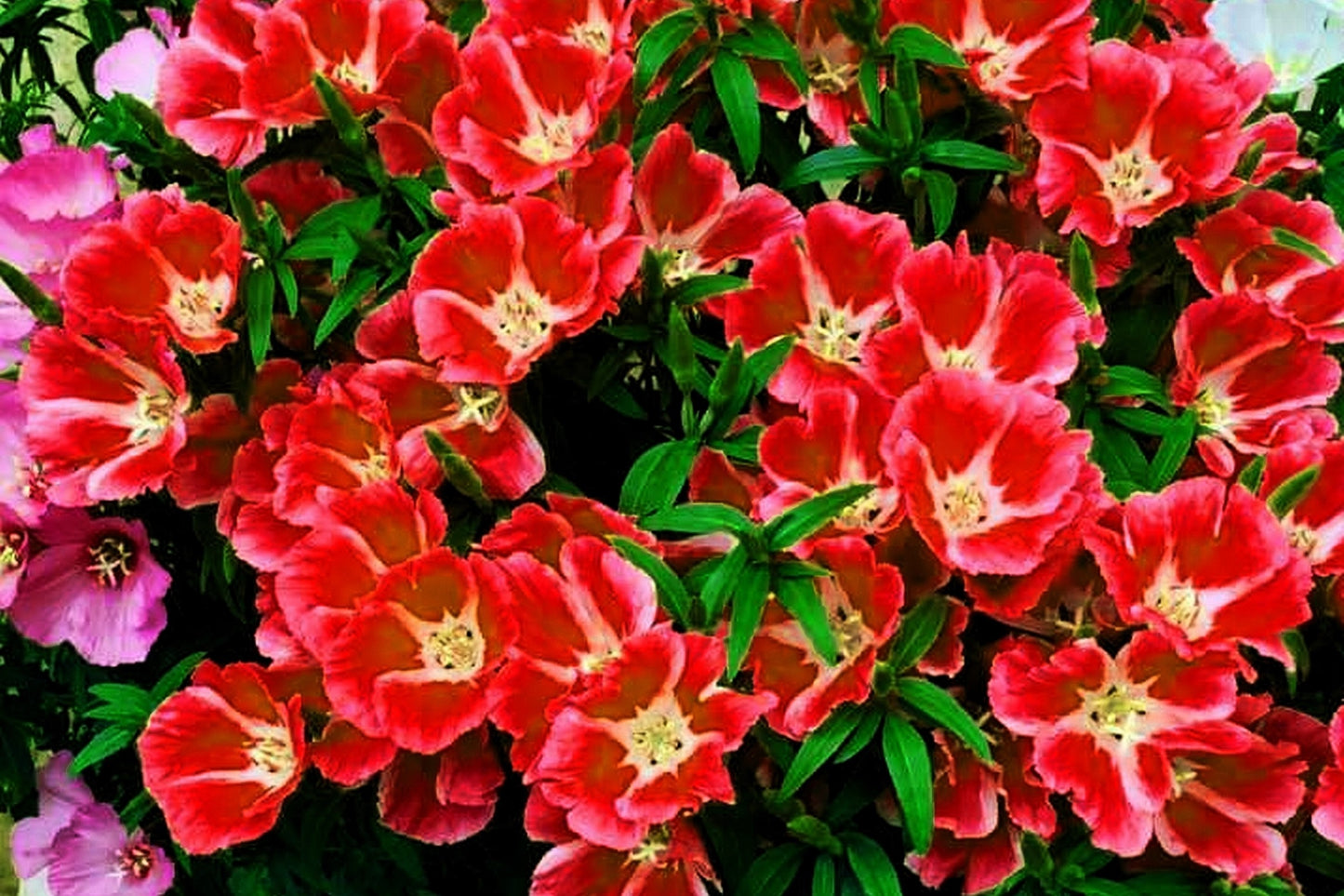 500 DOUBLE DEUCES GODETIA Grandiflora Clarkia Amoena Mixed Colors & Bicolor Flower Seeds