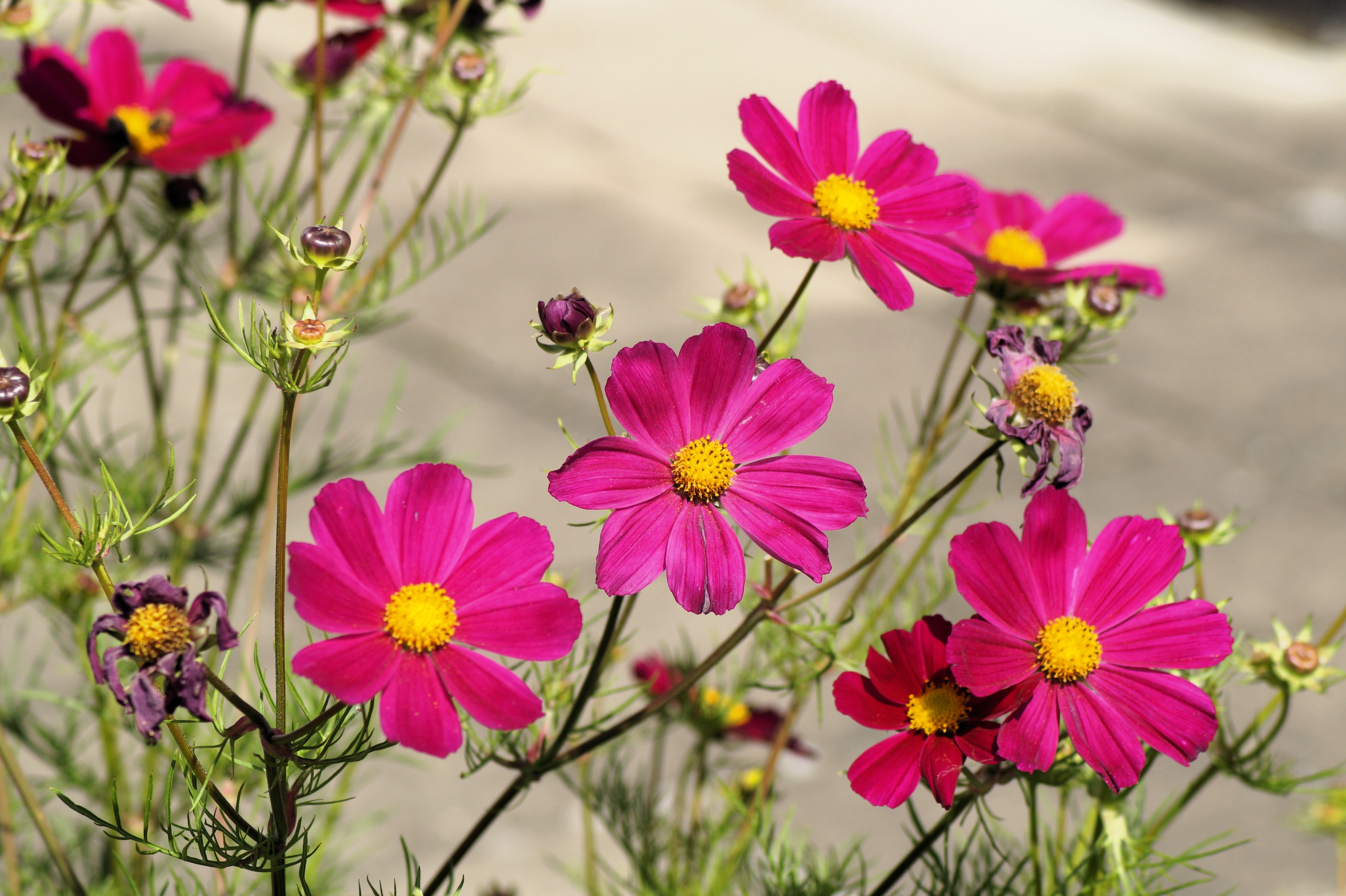 300 Wine Red TETRA VERSAILLES COSMOS Bipinnatus Hummingbird Flower