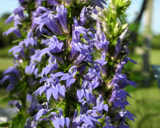 500 GREAT BLUE LOBELIA Lobelia Siphilitica Flower Seeds