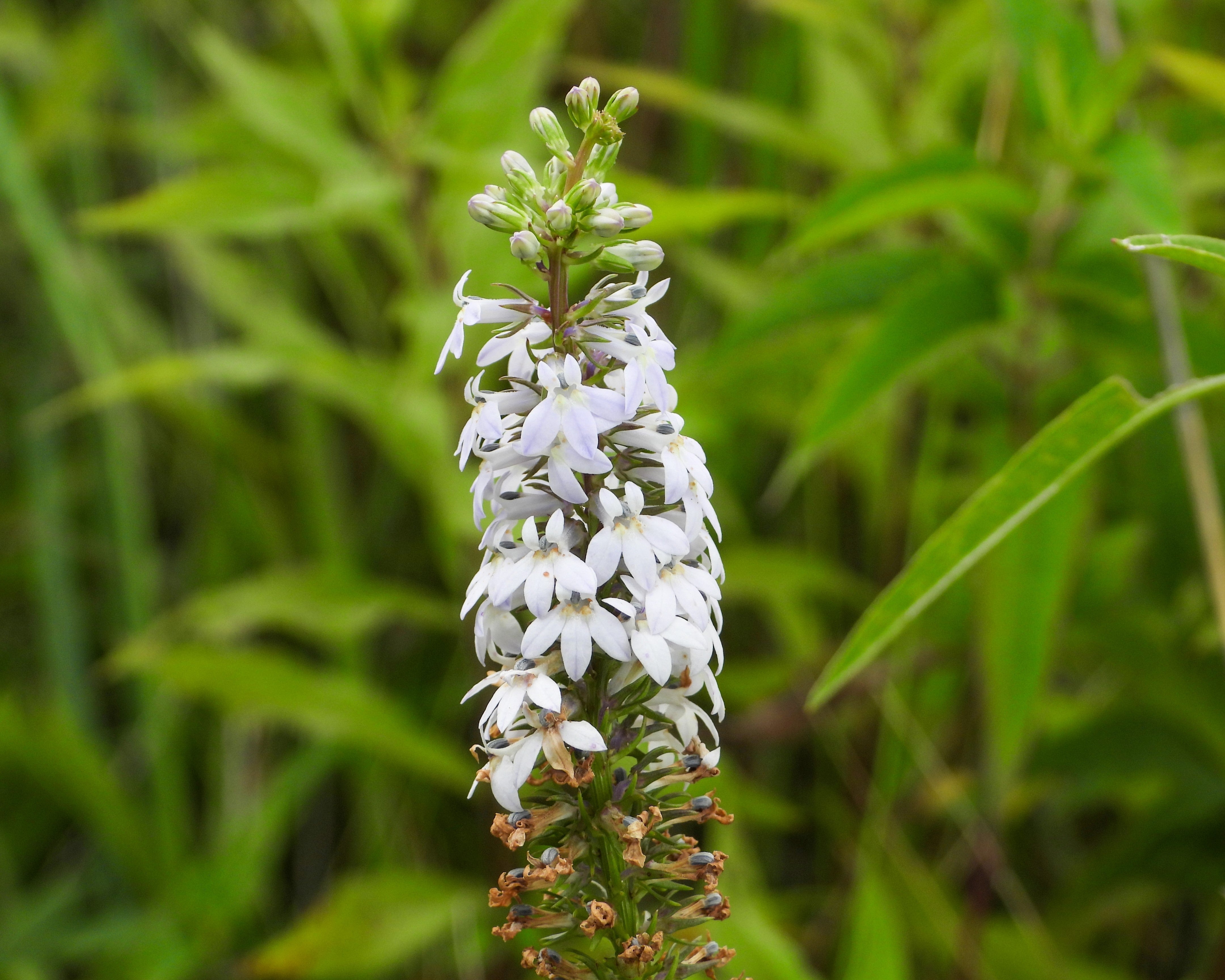 300 PALESPIKE LOBELIA Upright Light Blue Pale Spiked Spicata