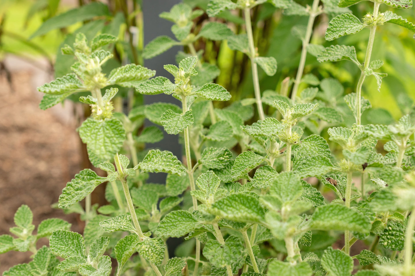 100 White HOREHOUND Marrubium Vulgare Herb Flower Seeds