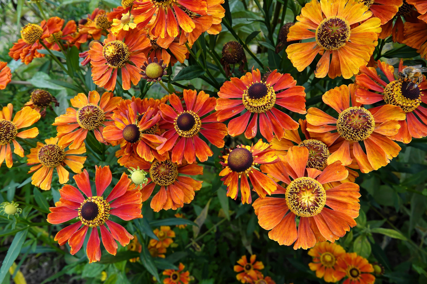 100 HELENIUM ' AUTUMN LEAVES ' Mix Helenium Autumnale Sneezeweed Mixed Colors Flower Seeds
