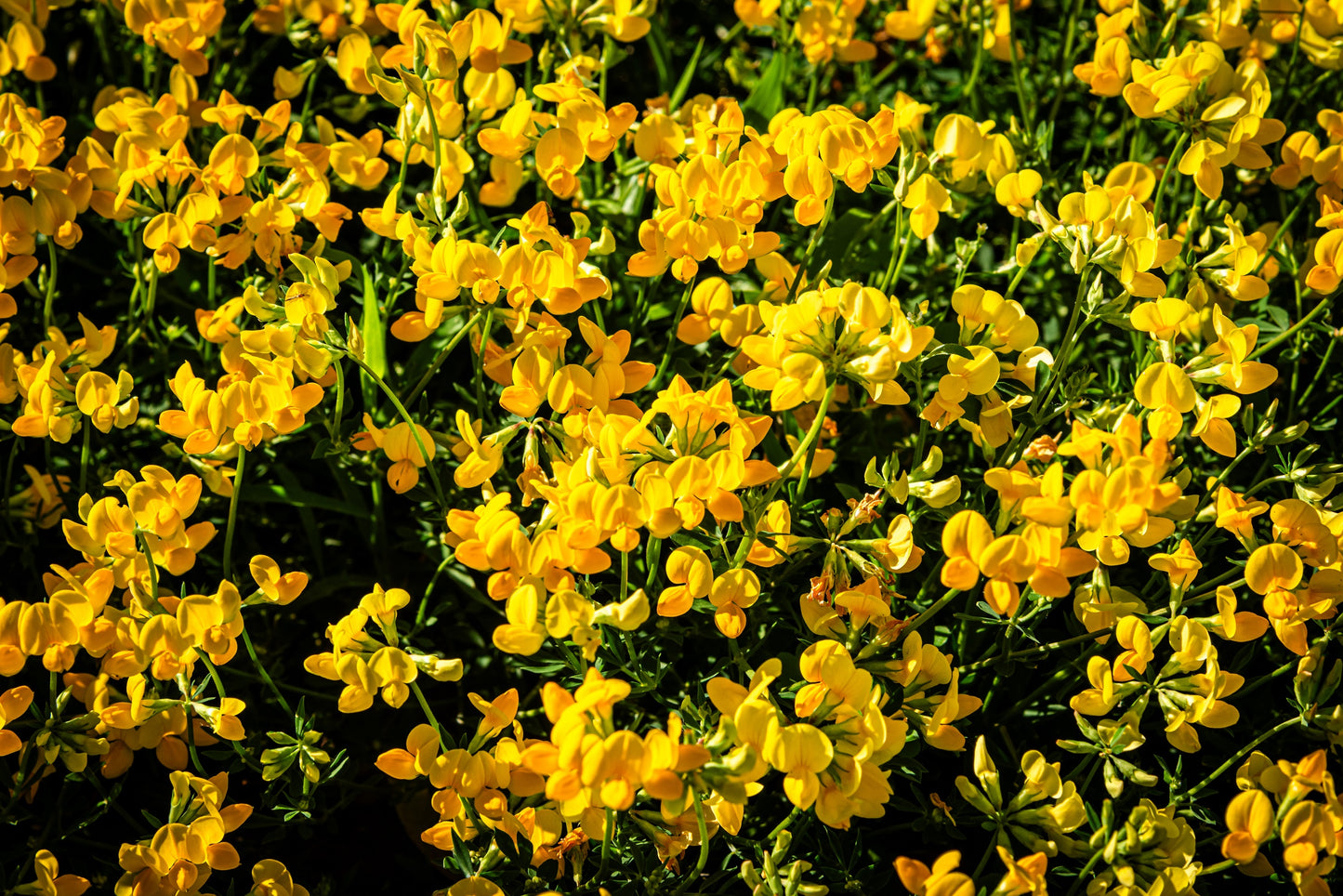 200 BIRDS FOOT TREFOIL (Birdfoot Deervetch / Cats Clover / Ground Honeysuckle) Lotus Corniculatus Fabaceae Flower Seeds