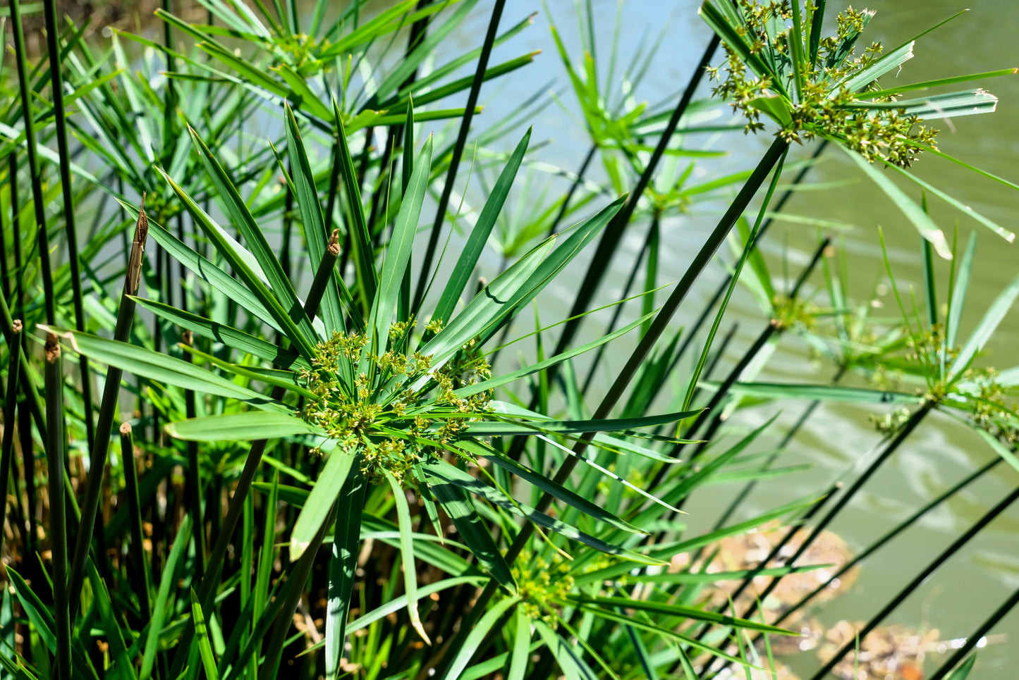 50 UMBRELLA PLANT CYPERUS Alternifolius Papyrus Grass Umbrella Palm Flower Seeds