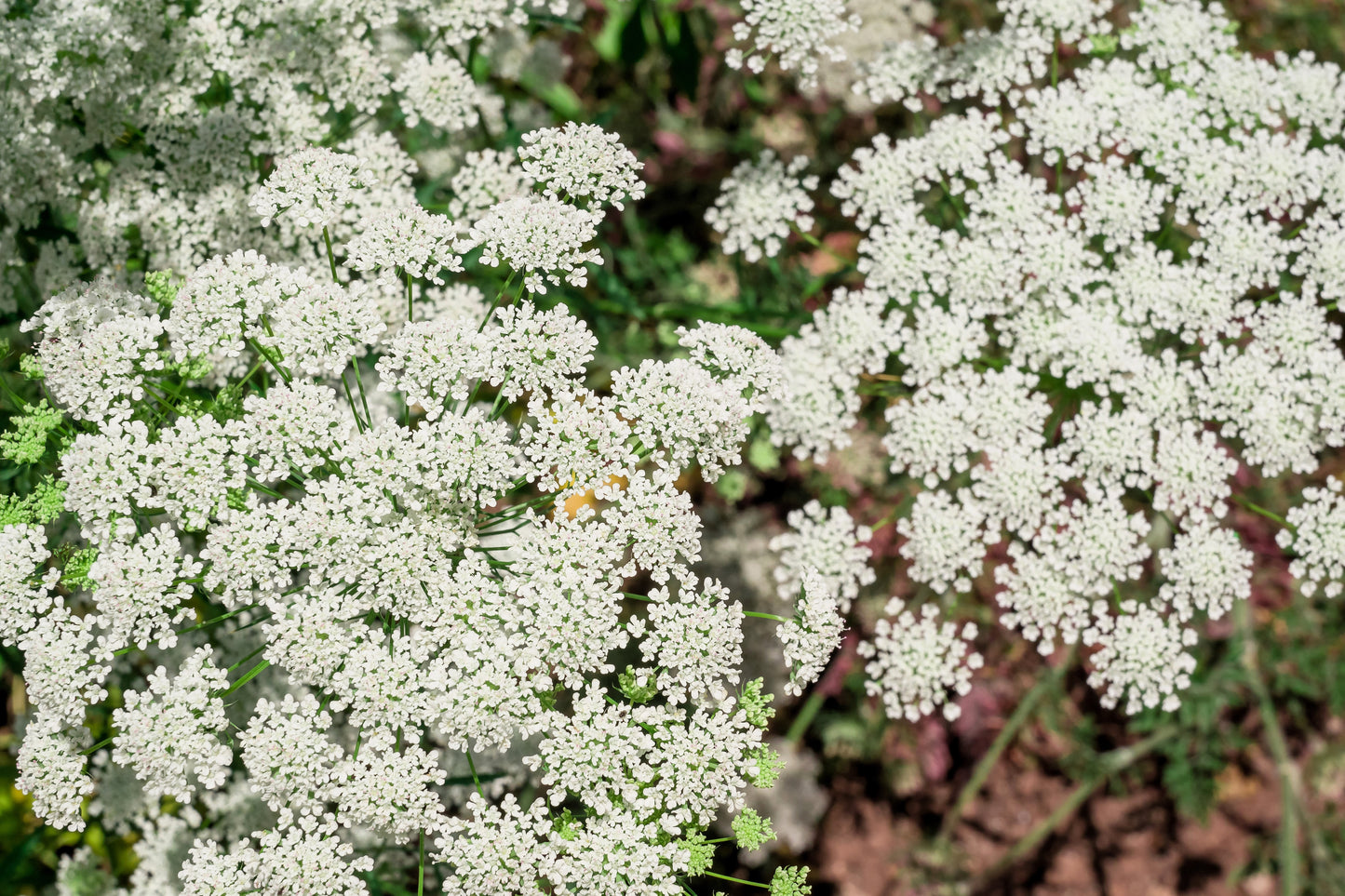 200 BISHOPS FLOWER Ammi Majus False Queen Annes Lace Seeds