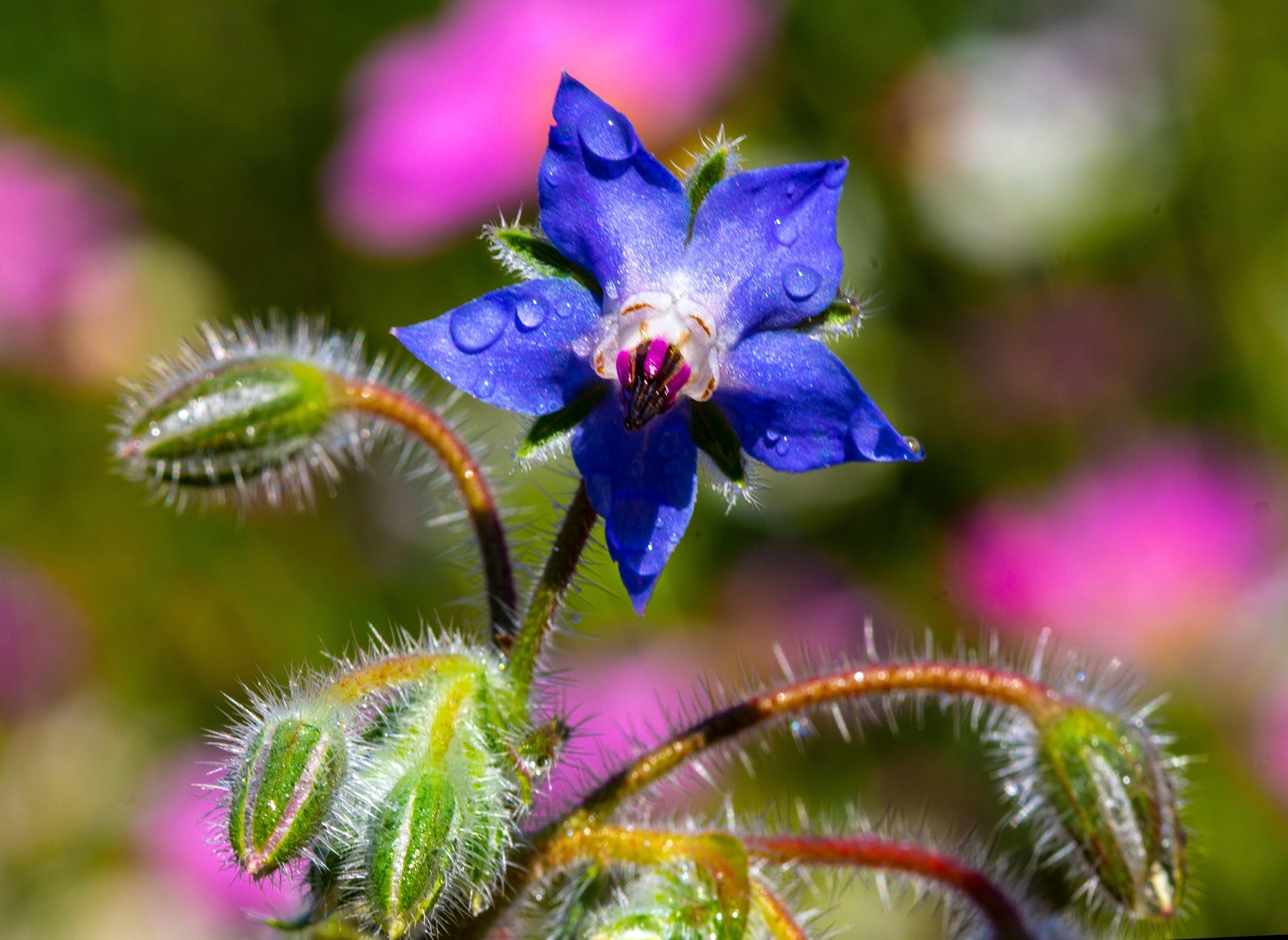 borage plant seeds 100 Blue Star BORAGE HERB Borago Officinalis Flower Seeds