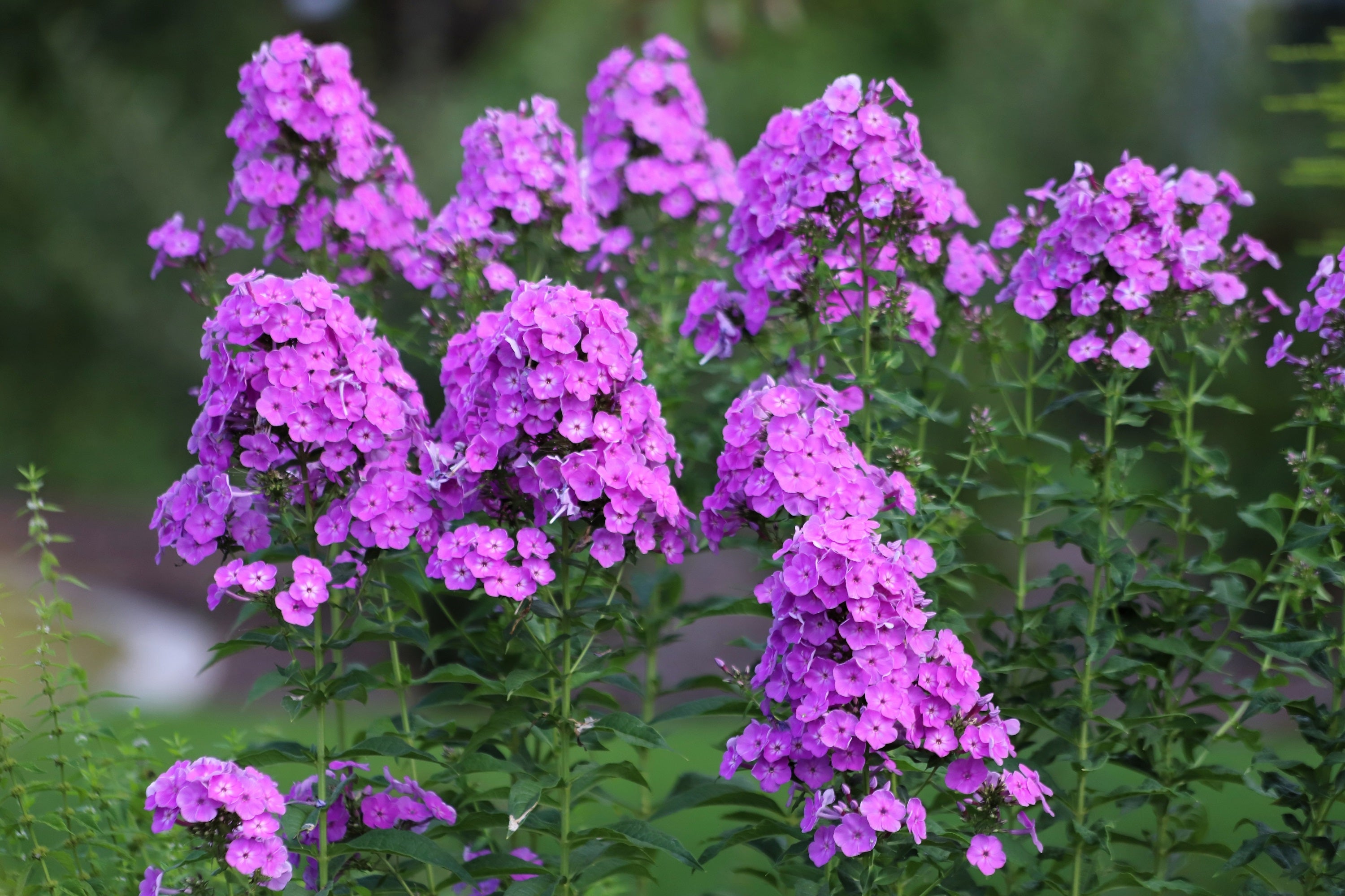 Seedville Phlox Paniculata - Thumbnail 5