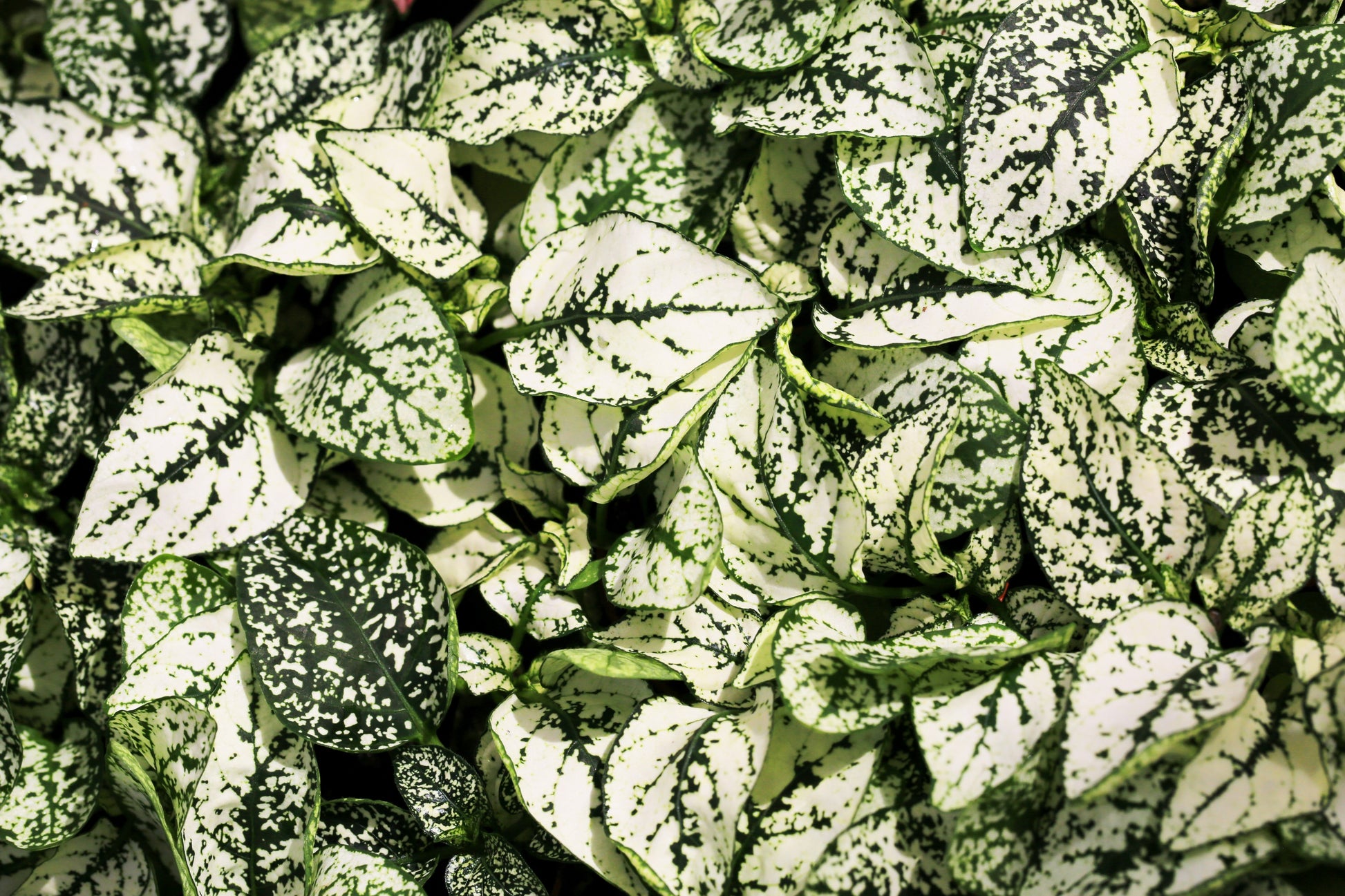 speckled leaf house plant 10 Dwarf WHITE POLKA DOT PLANT Splash Select Hypoestes Phyllostachya F – Seedville USA