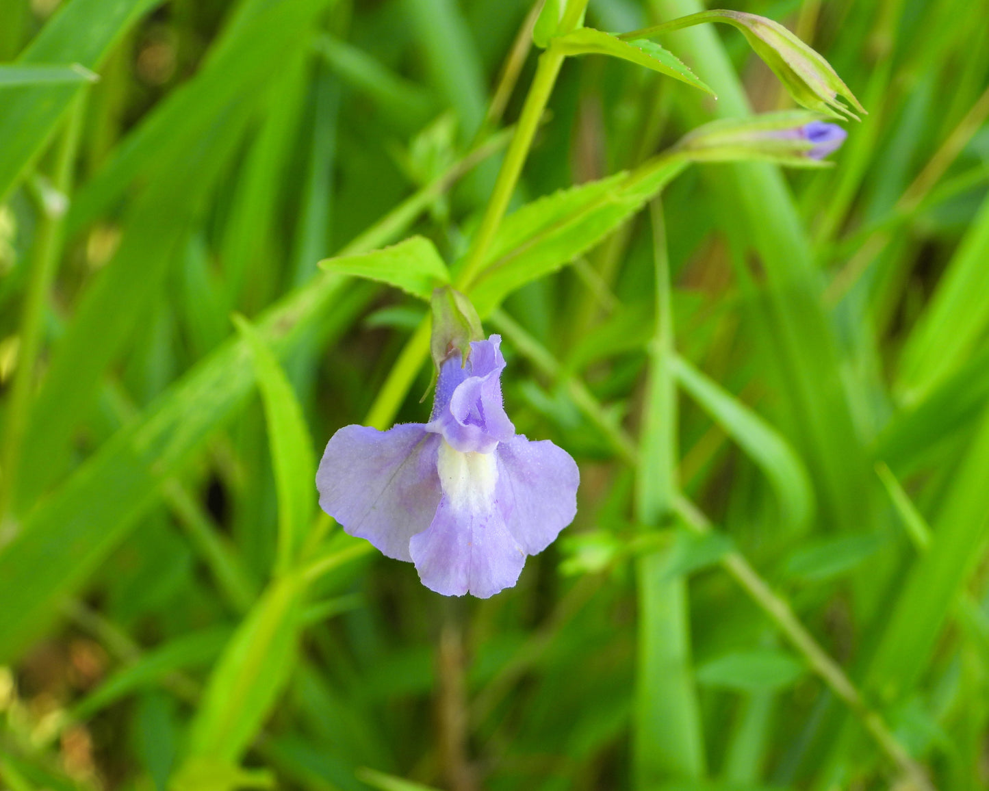 250 PURPLE MONKEY FLOWER Mimulus Ringens Seeds