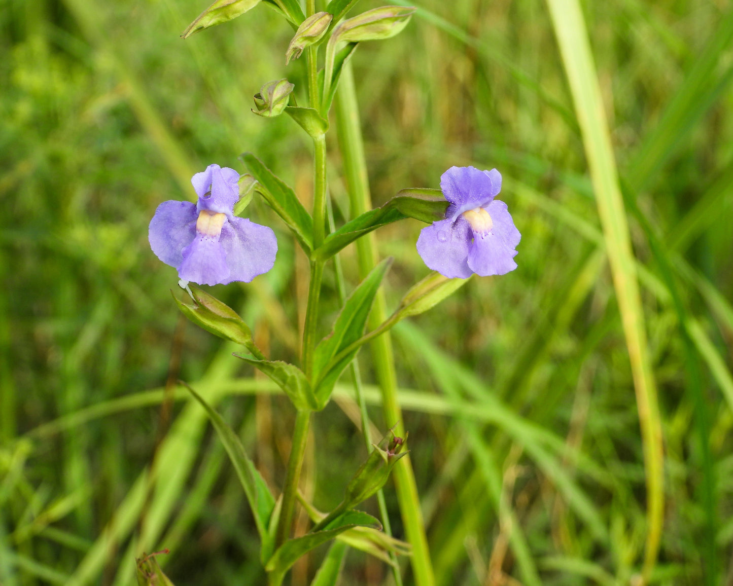 250 PURPLE MONKEY FLOWER Mimulus Ringens Seeds