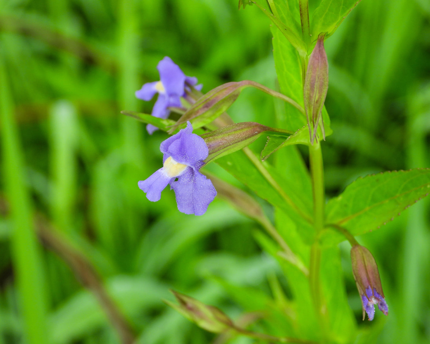 250 PURPLE MONKEY FLOWER Mimulus Ringens Seeds