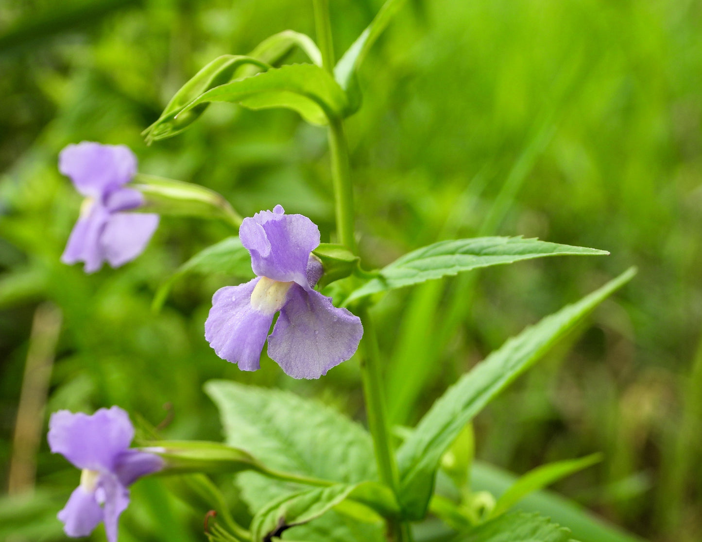 250 PURPLE MONKEY FLOWER Mimulus Ringens Seeds