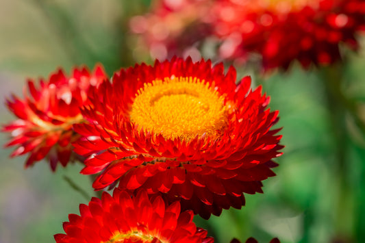 100 Red FIRE BALL STRAWFLOWER Helichrysum Monstrosum Flower Seeds