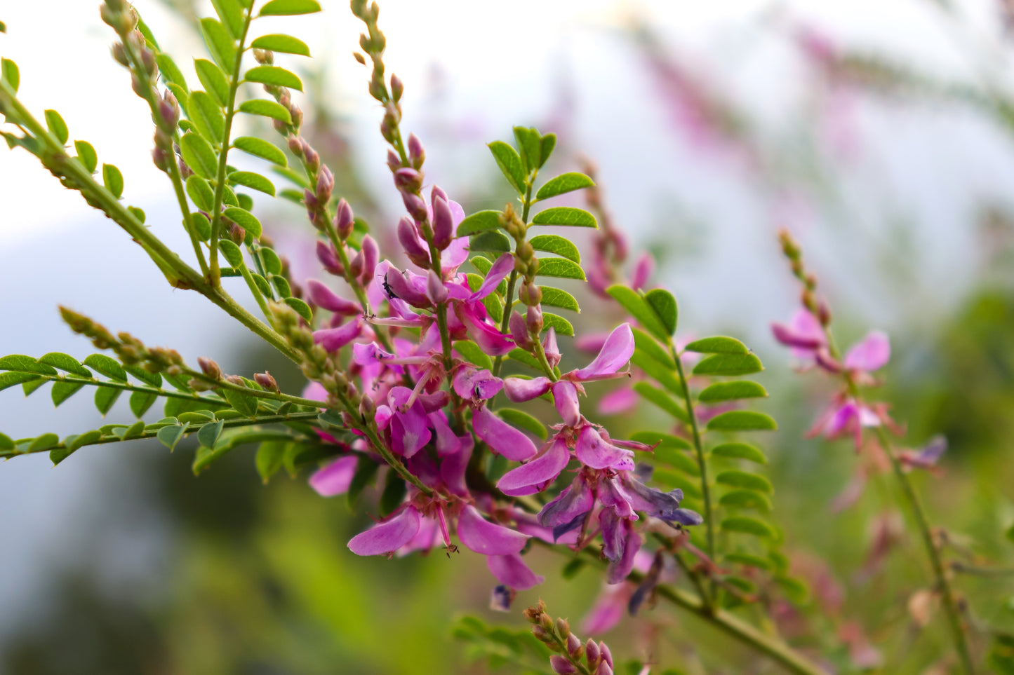 indigo plant seeds for sale 50 TRUE INDIGO Dye Indigo Indigofera Tinctoria Pink Purple Sub Shrub F – Seedville USA