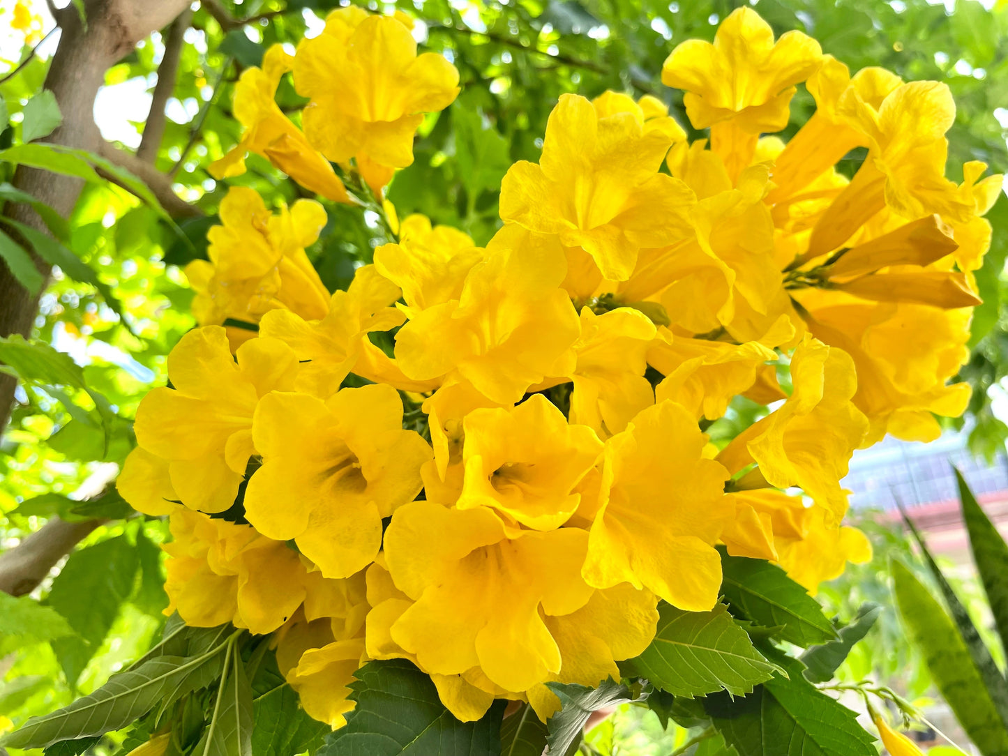 10 TECOMA STANS (Yellow Trumpetbush / Yellow Bells / Yellow Elder / Esperanza) Flower Shrub Bush Seeds