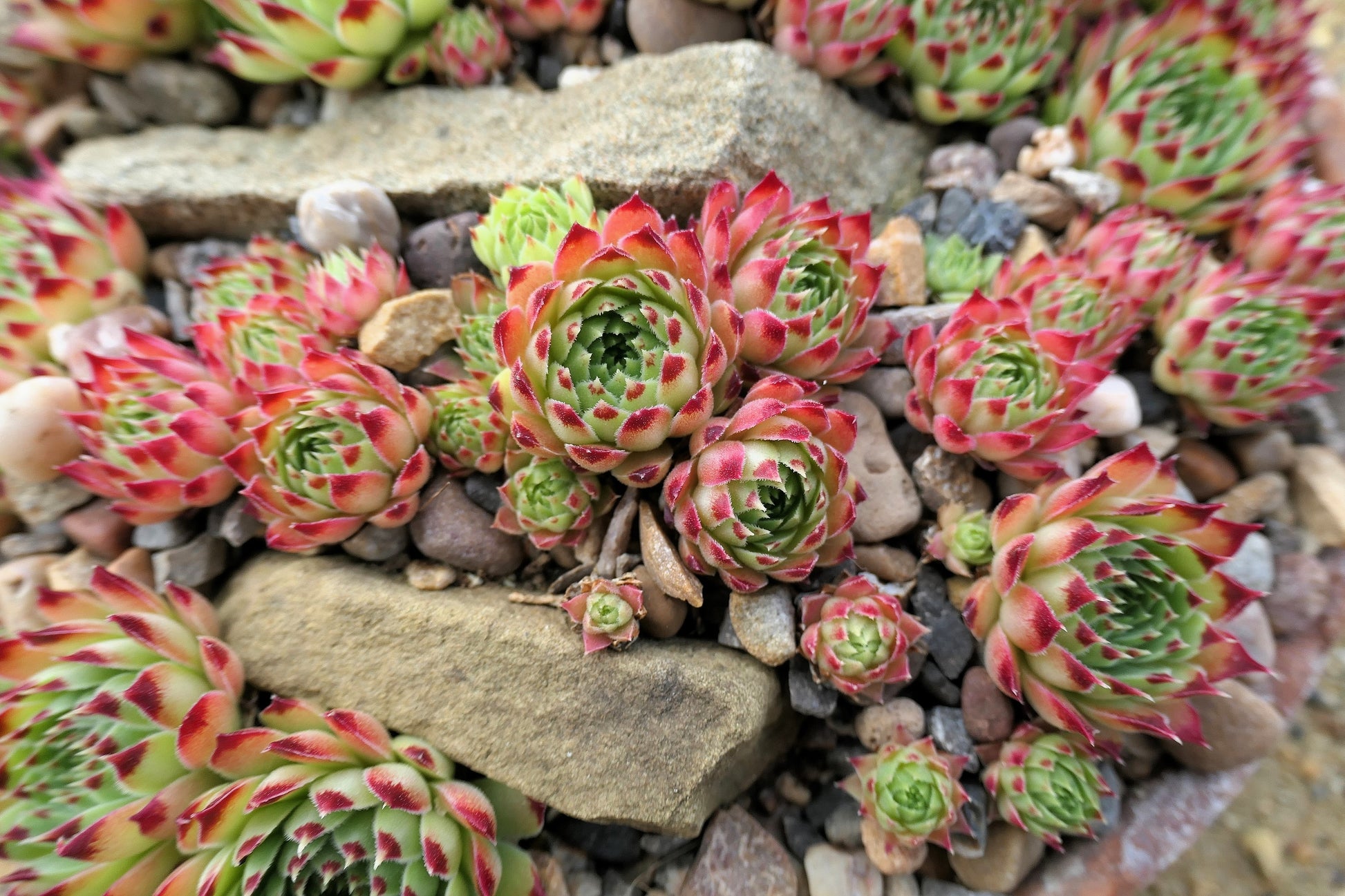 sempervivum succulents for sale 25 MIXED HENS & CHICKS Chickens Succulent (Live Forever) Sempervivum F – Seedville USA