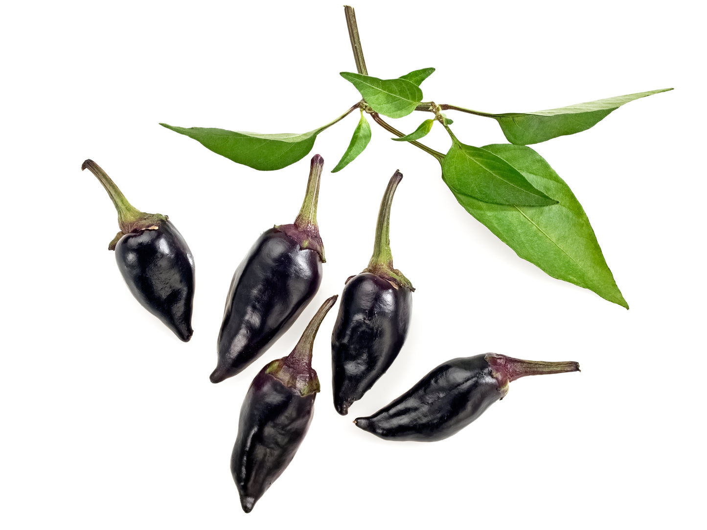 25 BLACK HUNGARIAN PEPPER Capsicum Annuum Mildly Hot Vegetable Seeds