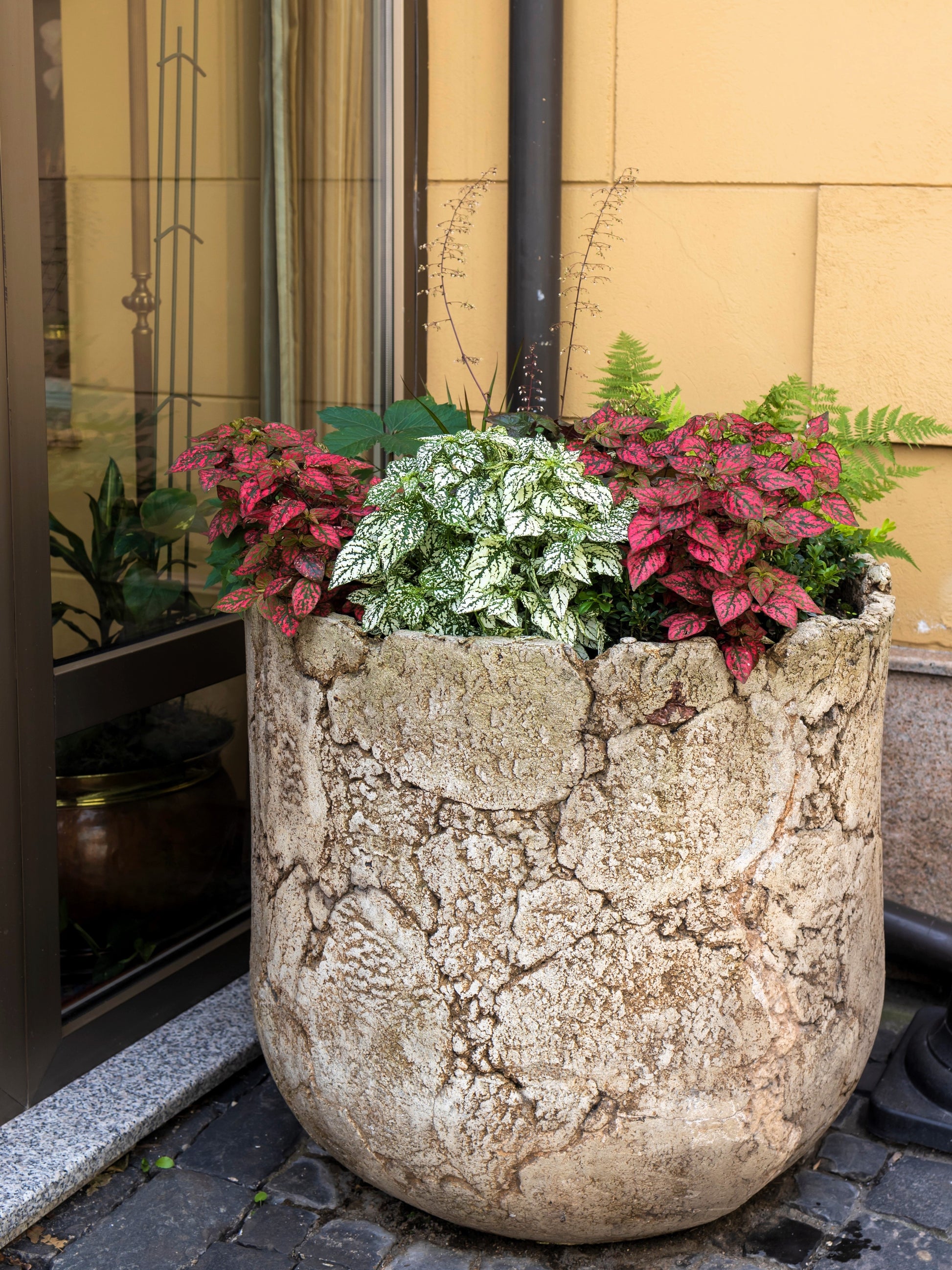 pink and white plant pot 10 Dwarf Mixed Colors POLKA DOT PLANT Red Pink White Rose Splash Selec – Seedville USA