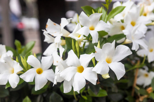 5 CHILEAN JASMINE / MANDEVILLA Laxa White Fragrant Flower Vine Seeds