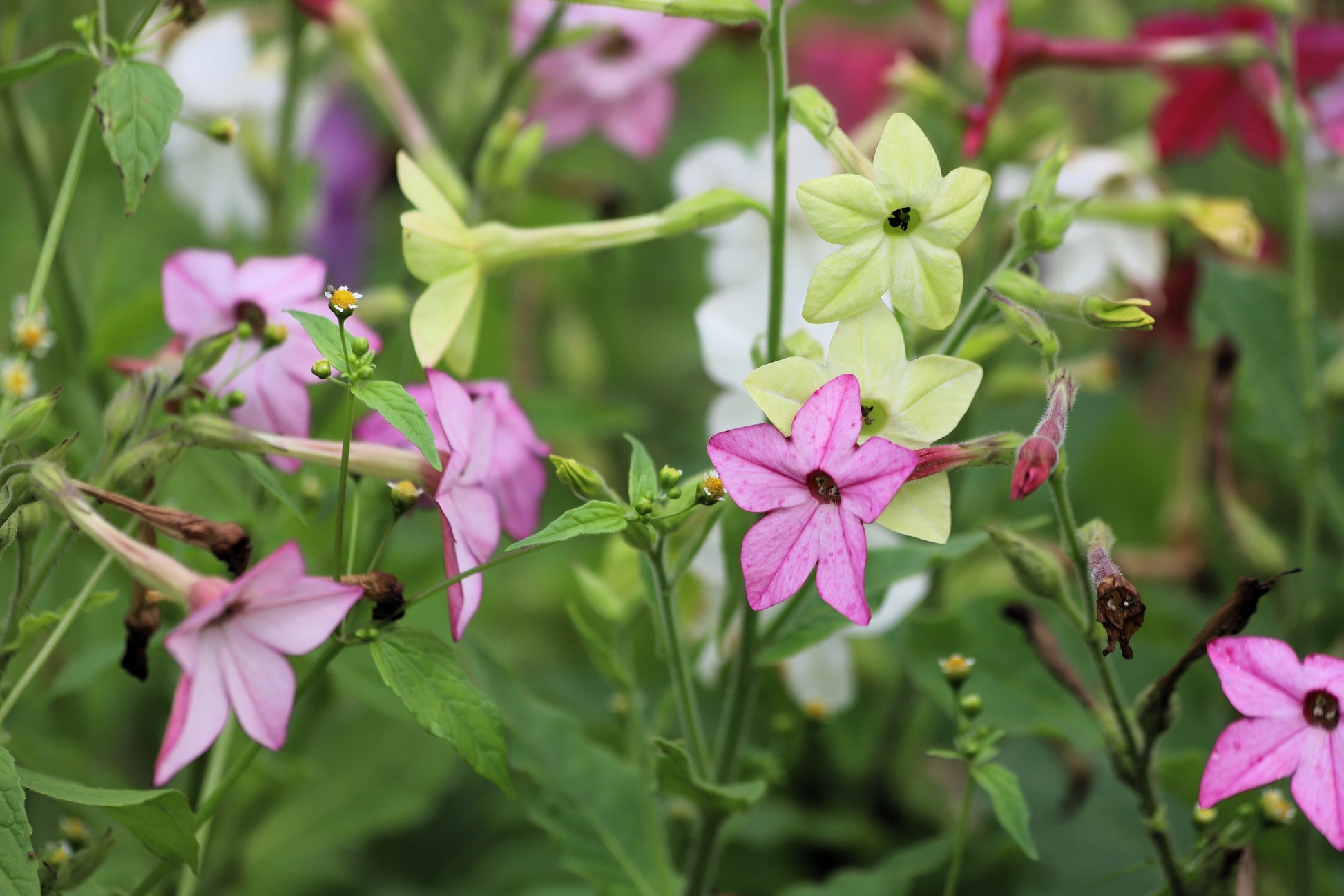 can i grow tobacco in my garden in australia How to Grow and Process Tobacco (with Pictures) can i grow tobacco in my garden in australia How to Grow and Process Tobacco (with Pictures)