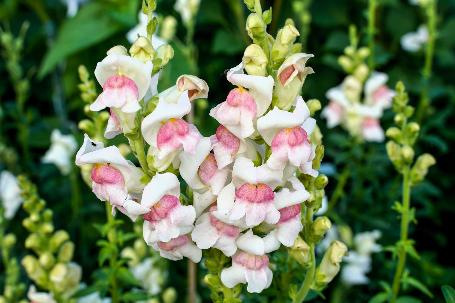 apple blossom succulent 500 APPLE BLOSSOM SNAPDRAGON Antirrhinum Majus Appleblossom Pink Coral – Seedville USA
