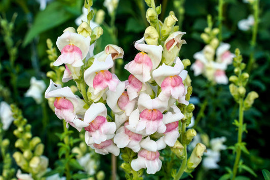 500 APPLE BLOSSOM SNAPDRAGON Antirrhinum Majus Appleblossom Pink Coral White Yellow Flower Seeds