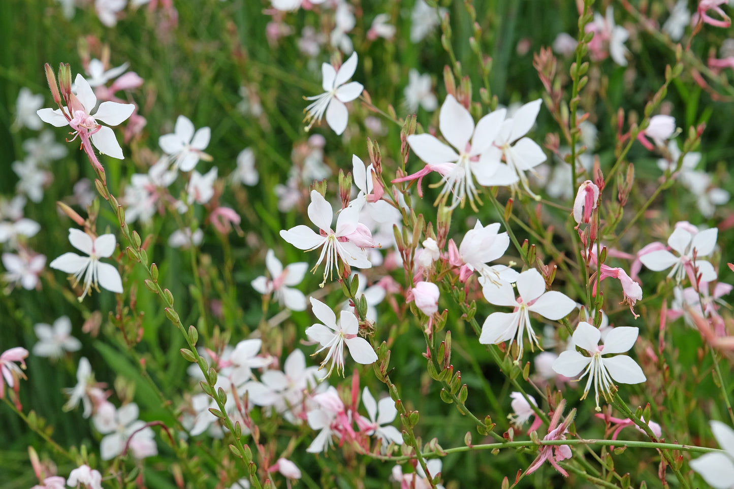 100 White GAURA WHIRLING BUTTERFLIES Gaura Lindheimeri Flower Seeds