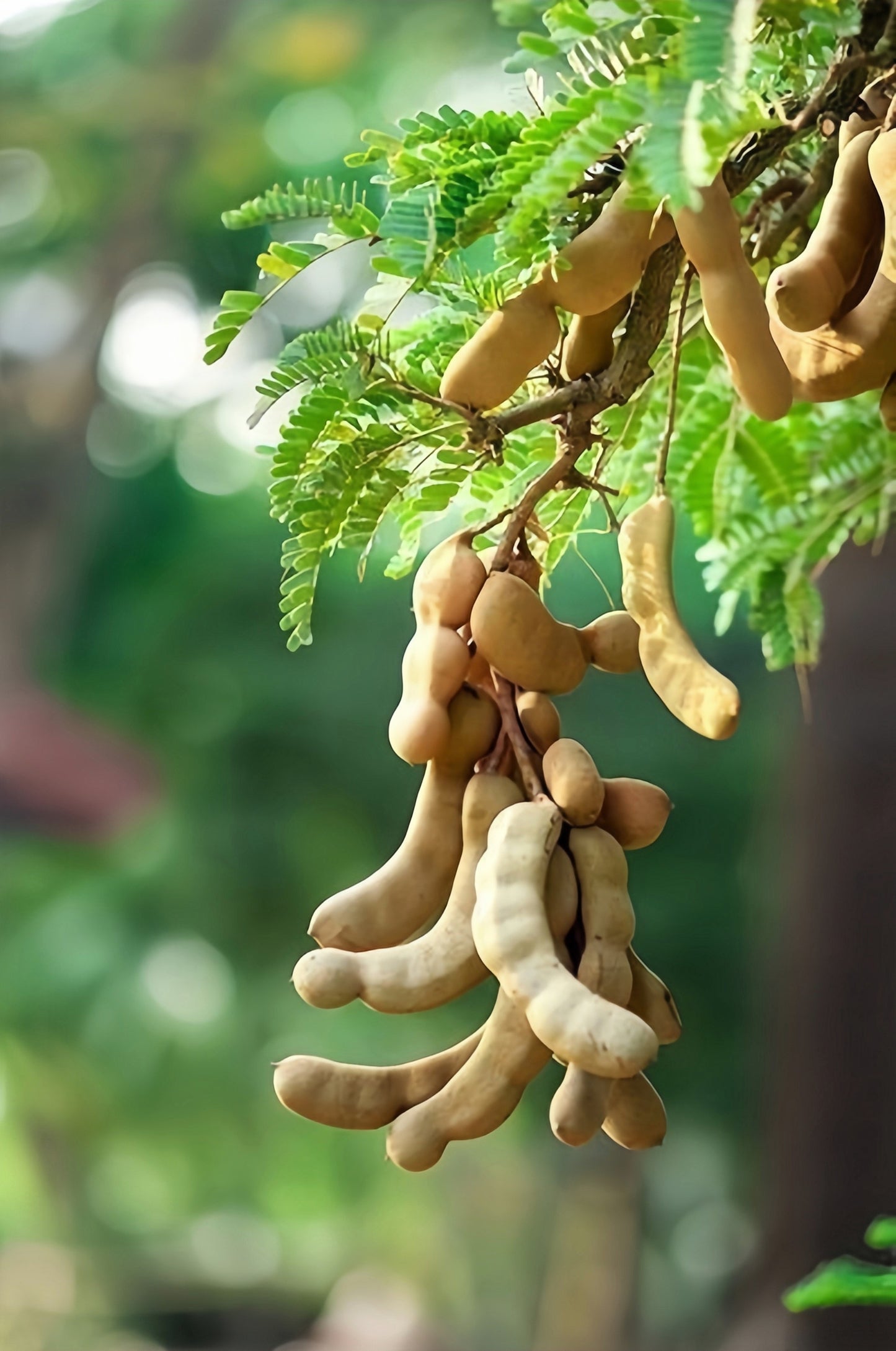 5 TAMARIND FRUIT TREE Tamarindus Indica Bean Pod Legume Seeds