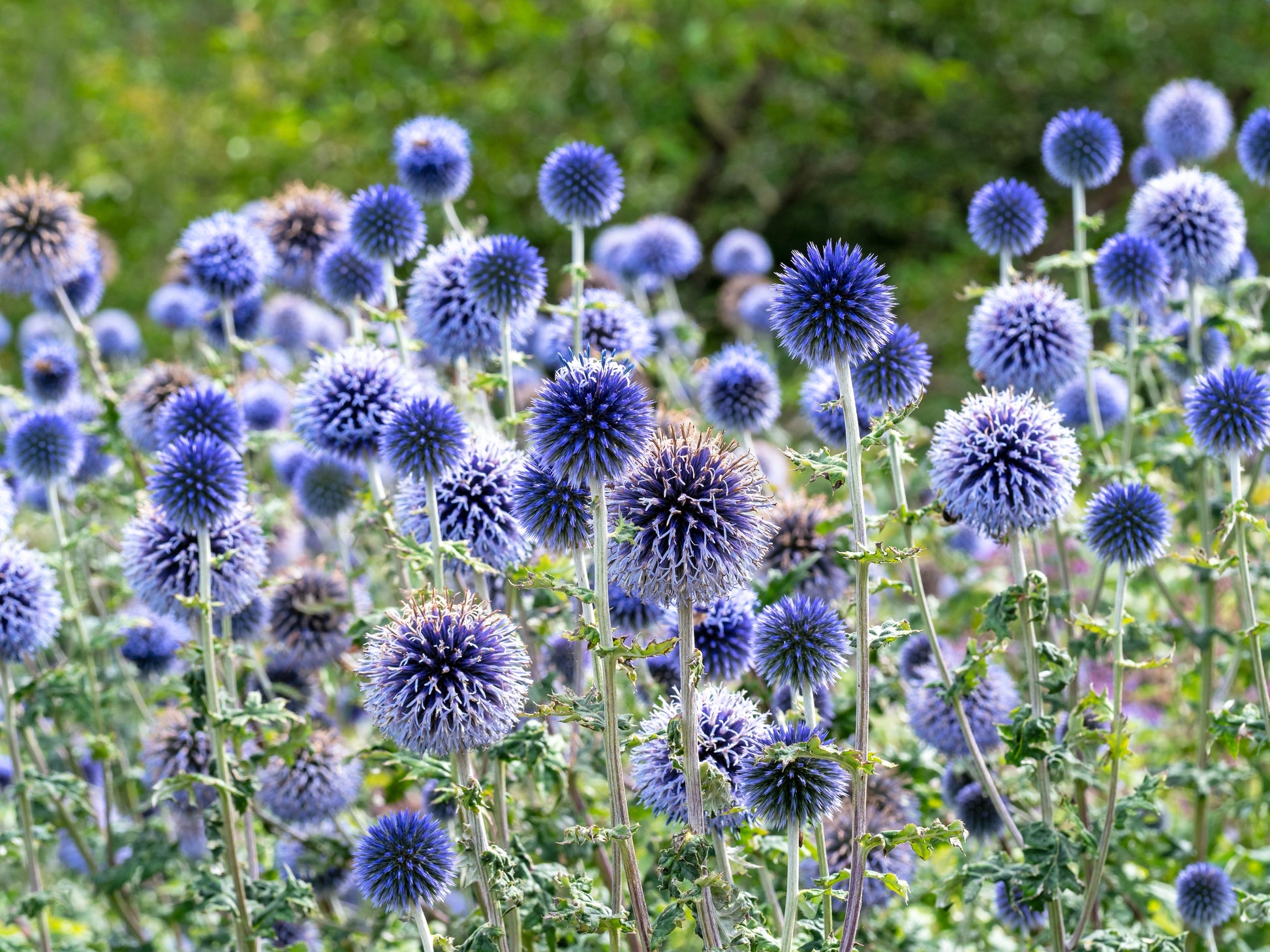 blue thistle flower seeds 25 Blue GLOBE THISTLE Echinops Ritro Southern Globethistle Pollinator Flower Seeds