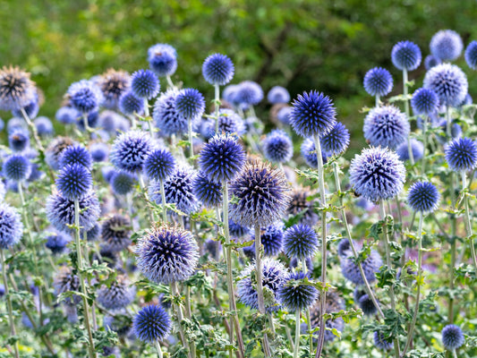 25 Blue GLOBE THISTLE Echinops Ritro Southern Globethistle Pollinator Flower Seeds