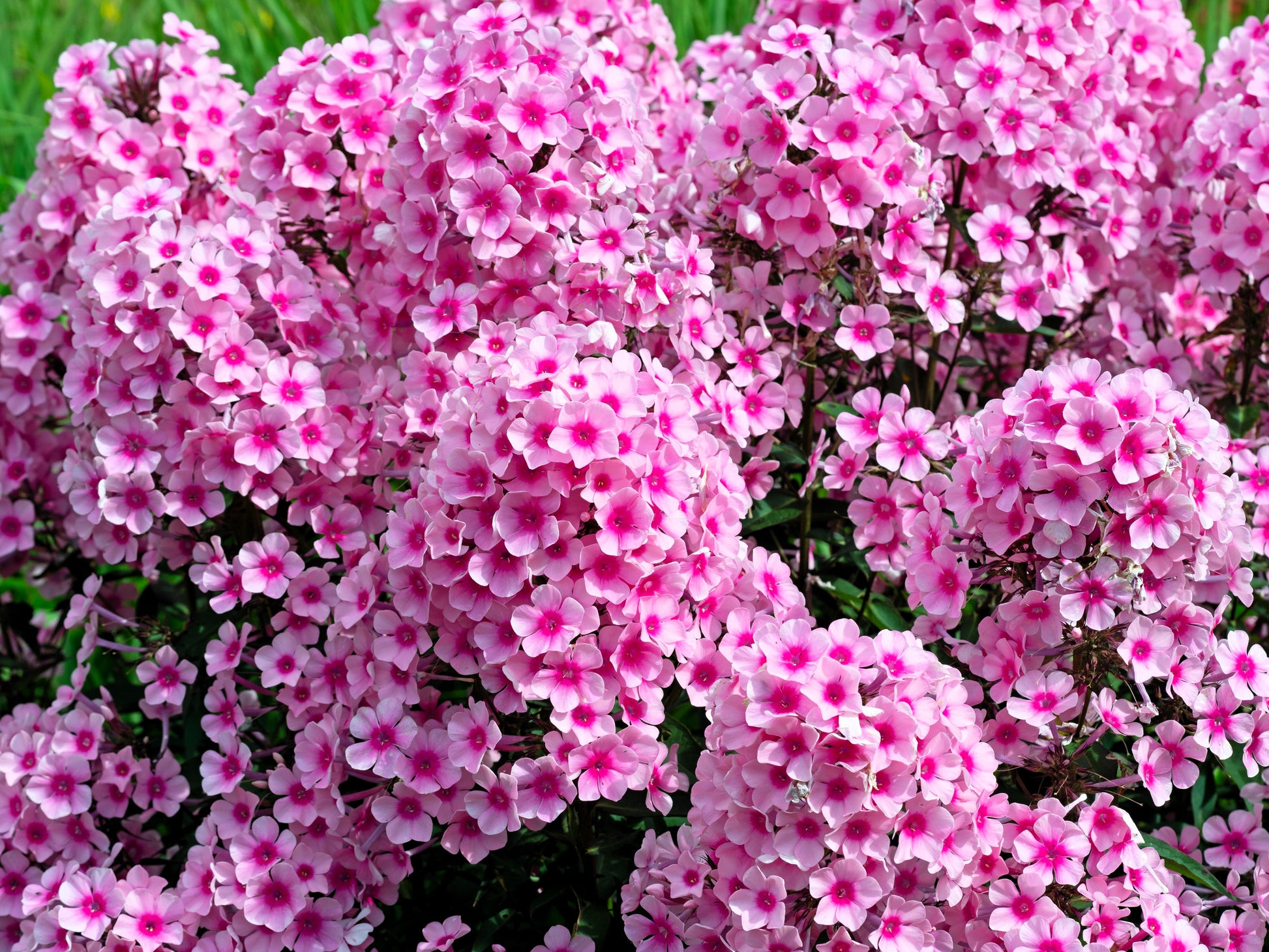 tall garden phlox seeds 10 TALL GARDEN PHLOX Paniculata Mixed Colors 'New Hybrids Mix' Flower Seeds