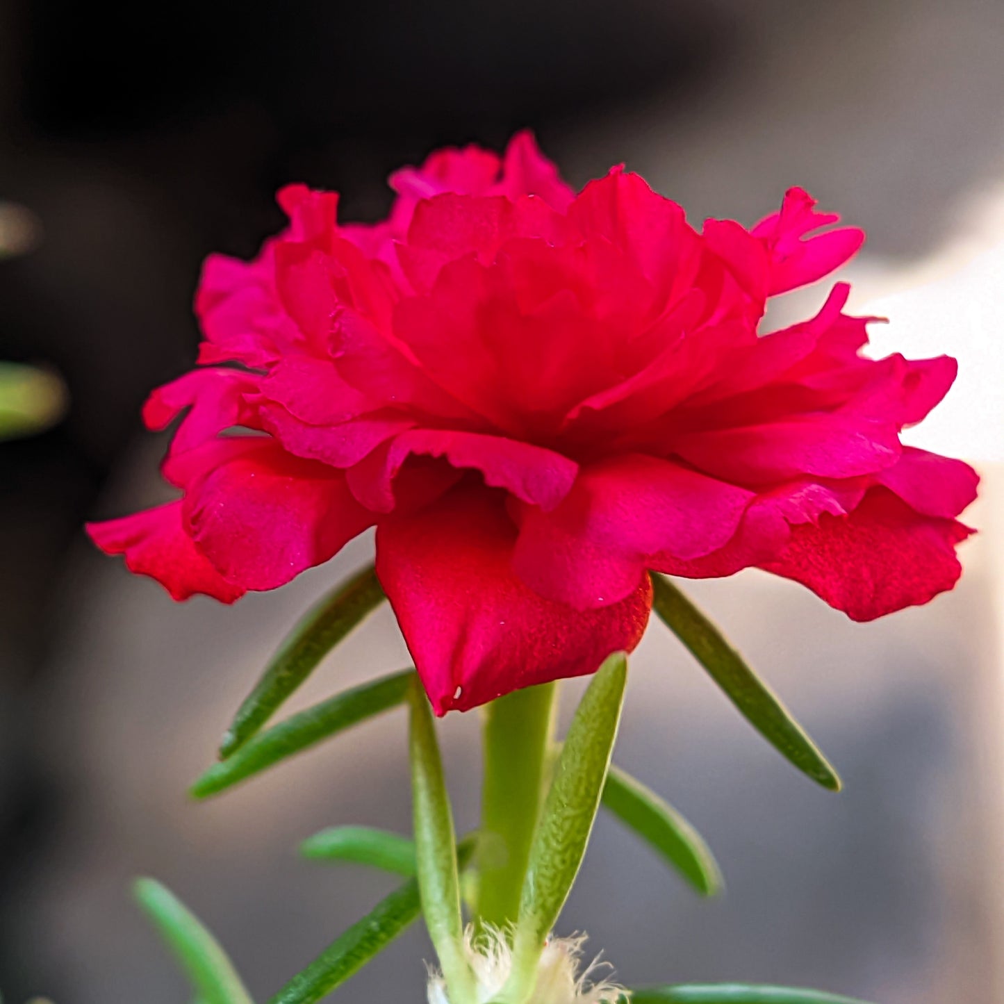 100 Red PORTULACA Grandiflora / MOSS ROSE Succulent Flower Seeds