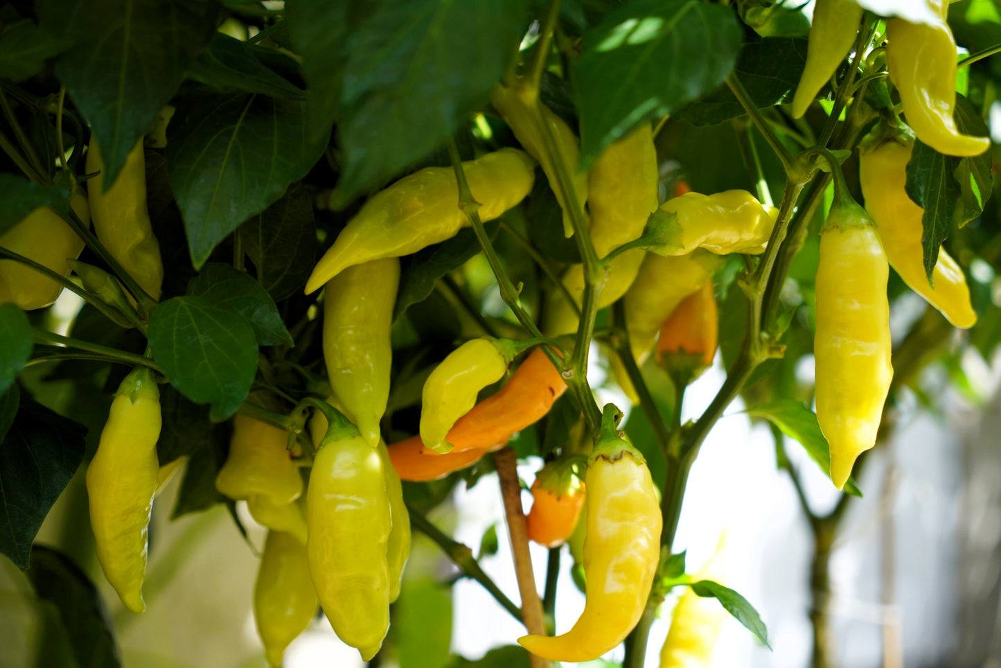 25 Aji SUGAR RUSH PEACH PEPPER Hot Sweet Fruity Capsicum Baccatum Vegetable Seeds