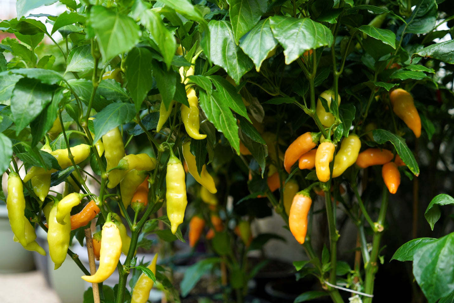 25 Aji SUGAR RUSH PEACH PEPPER Hot Sweet Fruity Capsicum Baccatum Vegetable Seeds