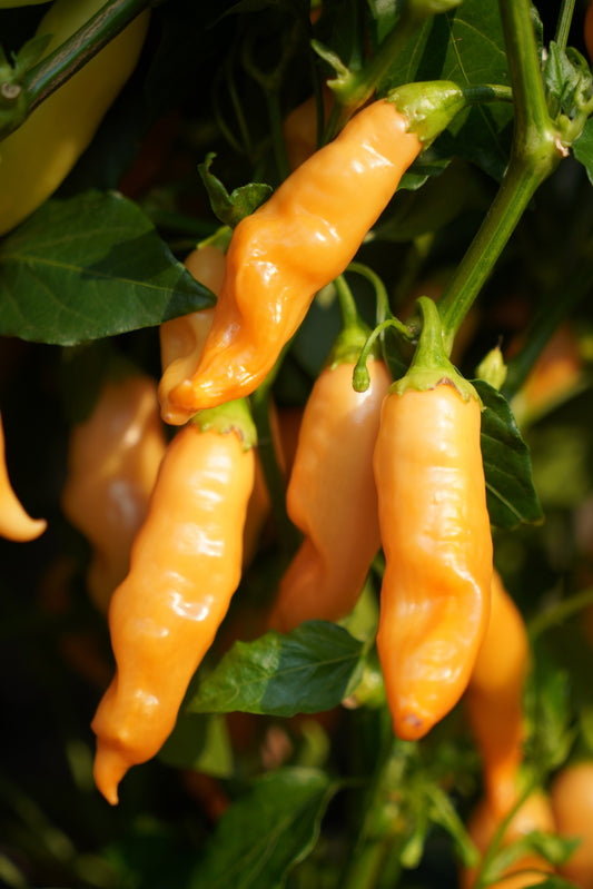 25 Aji SUGAR RUSH PEACH PEPPER Hot Sweet Fruity Capsicum Baccatum Vegetable Seeds