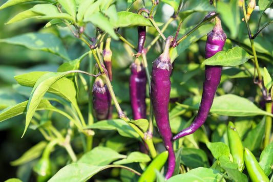 50 PURPLE CAYENNE PEPPER Capsicum Annuum Vegetable Seeds