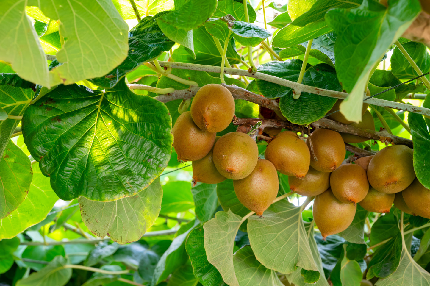 50 GOLDEN KIWI FRUIT Yellow Actinidia Chinensis Kiwifruit Chinese Gooseberry Flower Vine Seeds