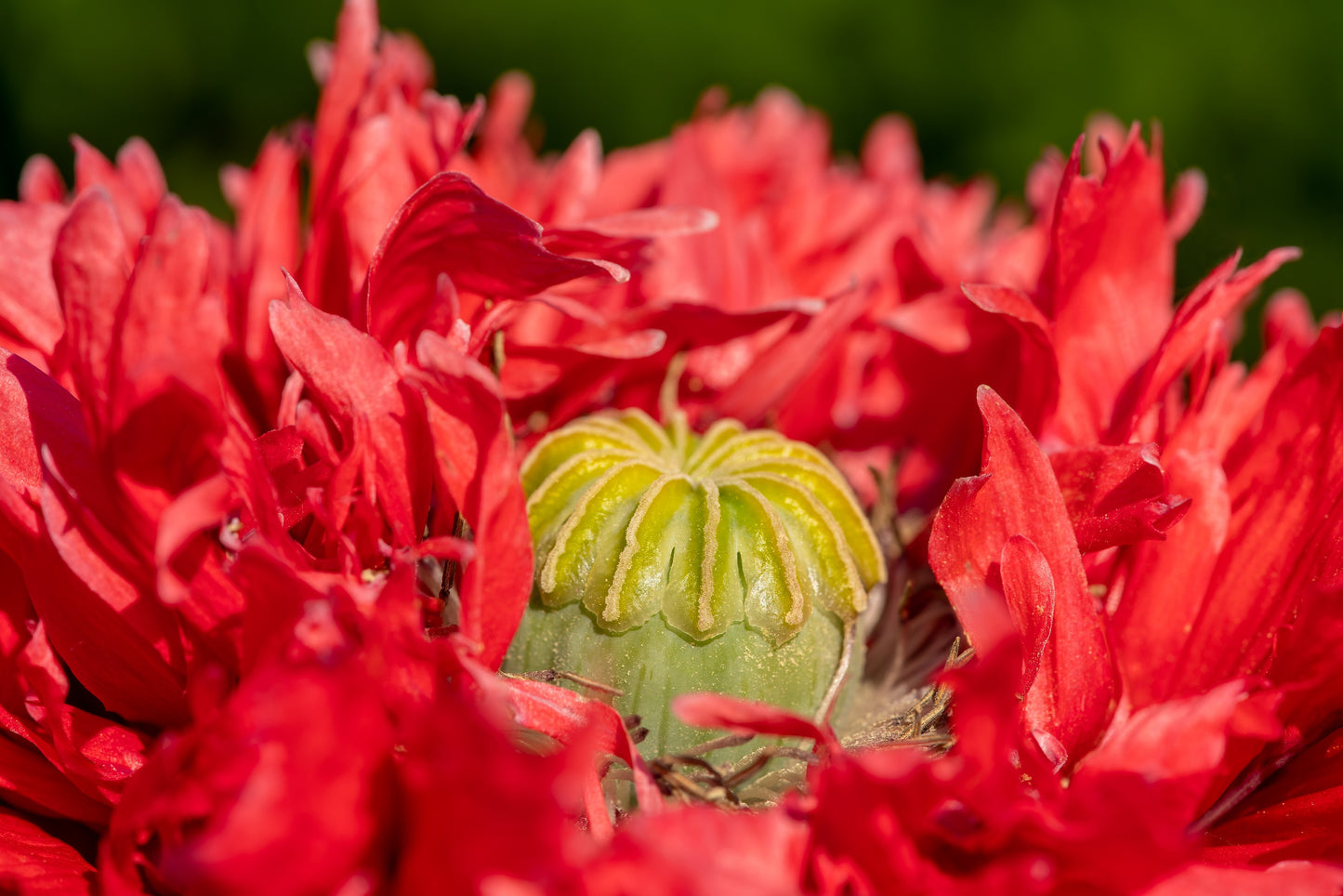 100 Red OASE PEONY POPPY Papaver Peoniflorum Double Flower Seeds