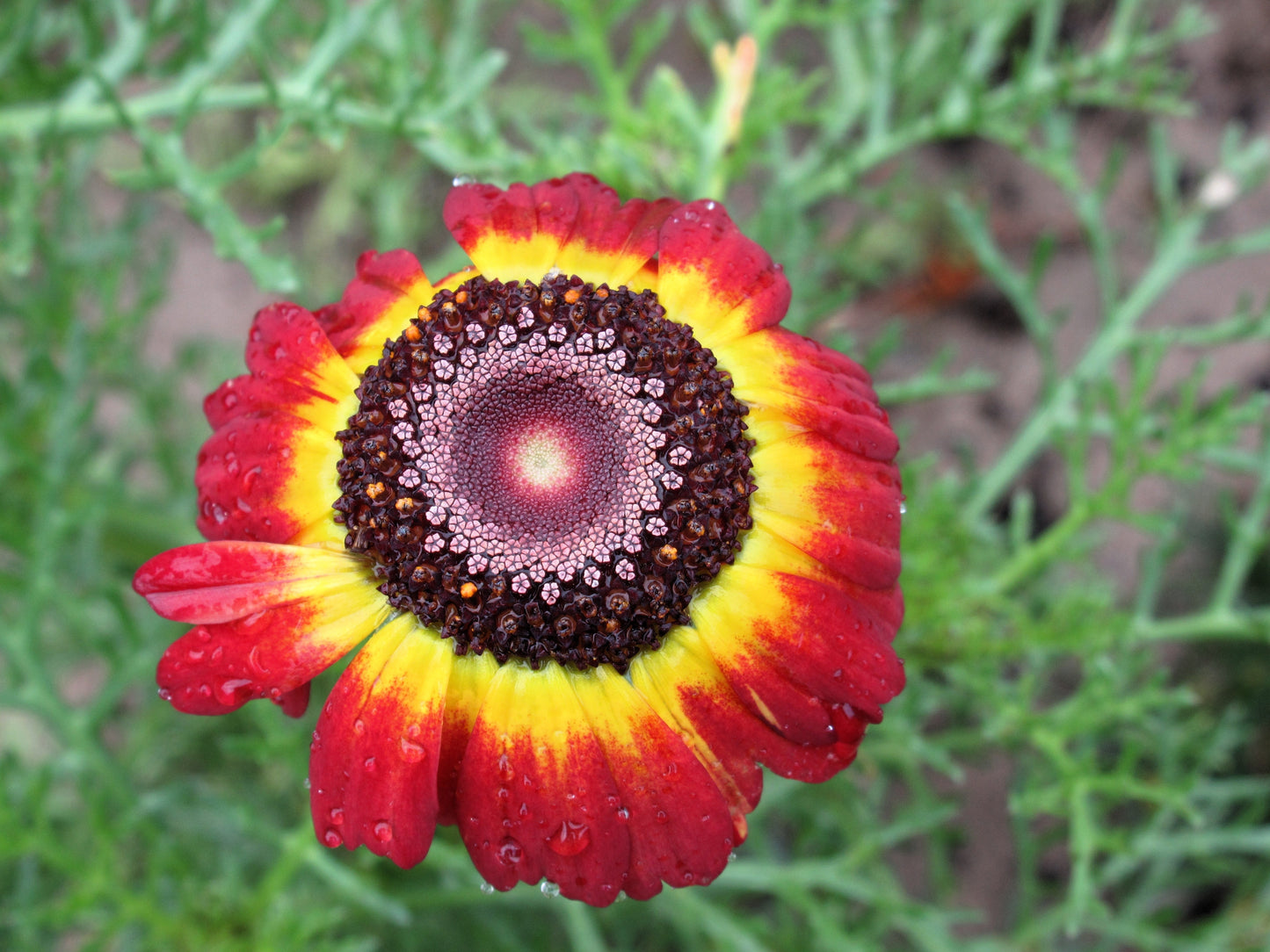 100 GERMAN FLAG DAISY Chrysanthemum Carinatum Tricolor Painted Red Yellow Black Flower Seeds