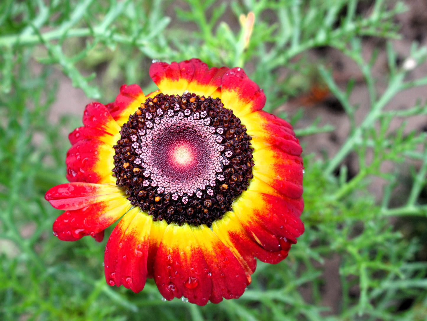 250 TRICOLOR PAINTED DAISY (Pyrenthrum Daisy) Chrysanthemum Carinatum Flower Seeds