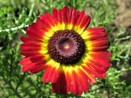 100 GERMAN FLAG DAISY Chrysanthemum Carinatum Tricolor Painted Red Yellow Black Flower Seeds