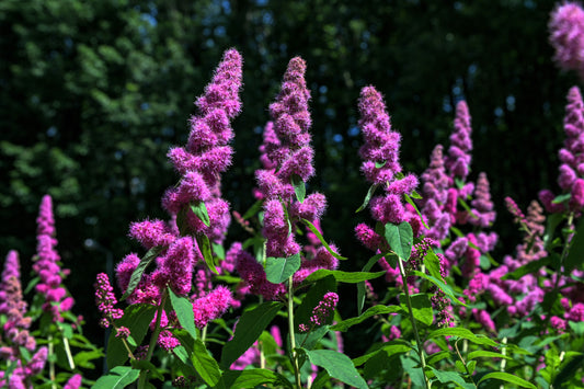 50 ROSE DOUGLAS SPIREA Pink Hardhack Steeple Bush Spiraea Douglasii Flower Shrub Seeds