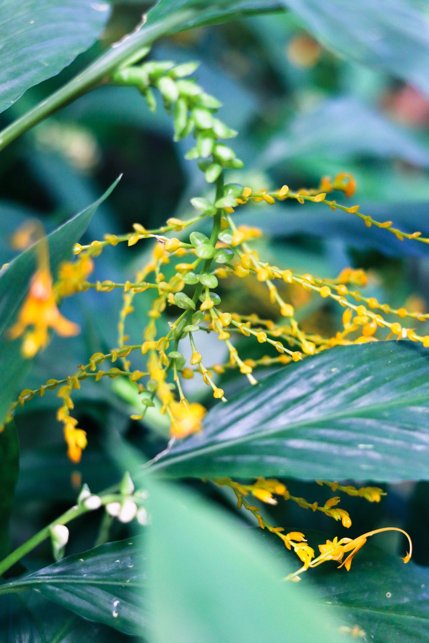 10 DANCING GIRL GINGER Globba Schomburgkii Yellow Fairy Ginger Houseplant Shade Flower Seeds