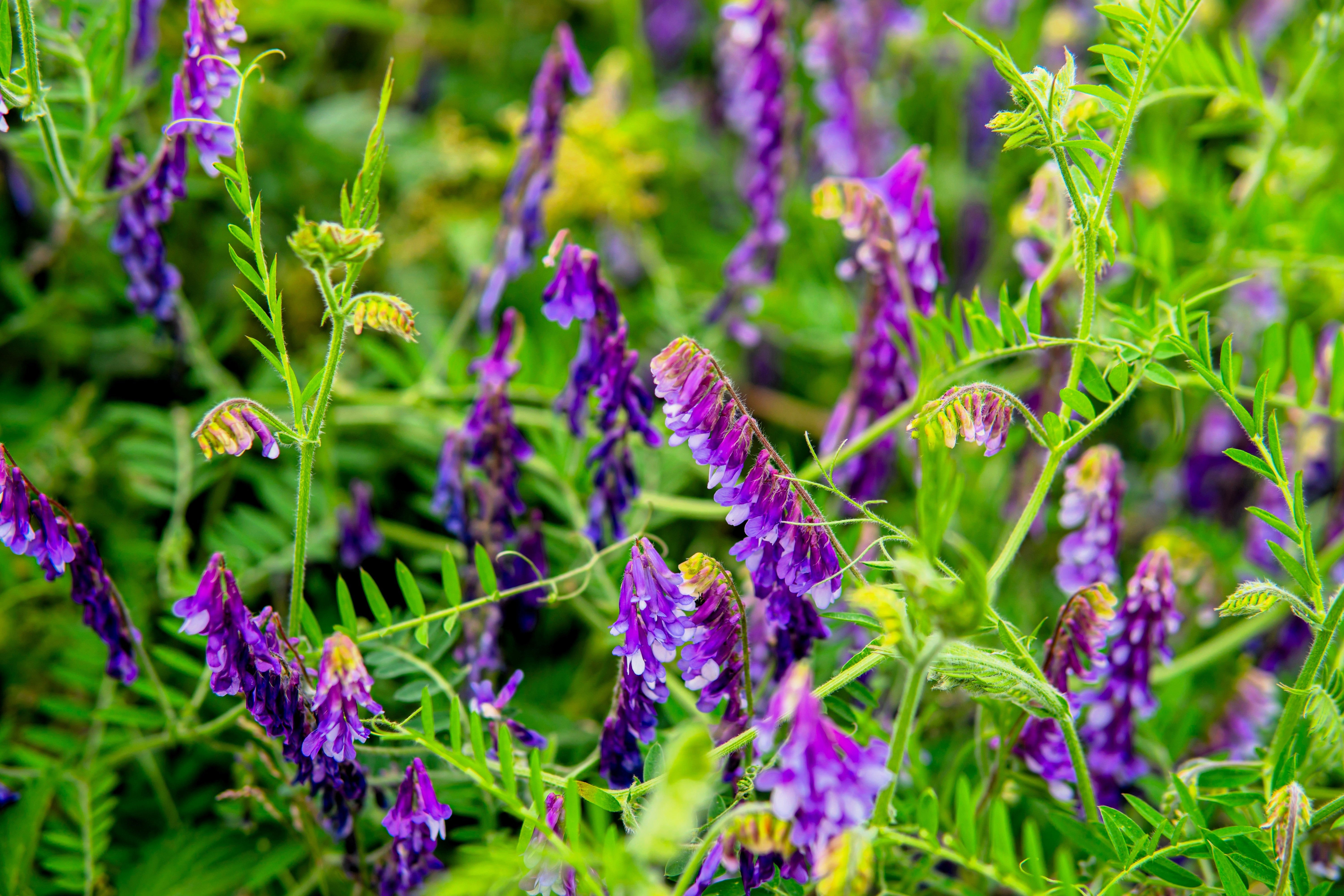 100 HAIRY CROWN VETCH (Russian Vetch) Vicia Villosa Flower Vine